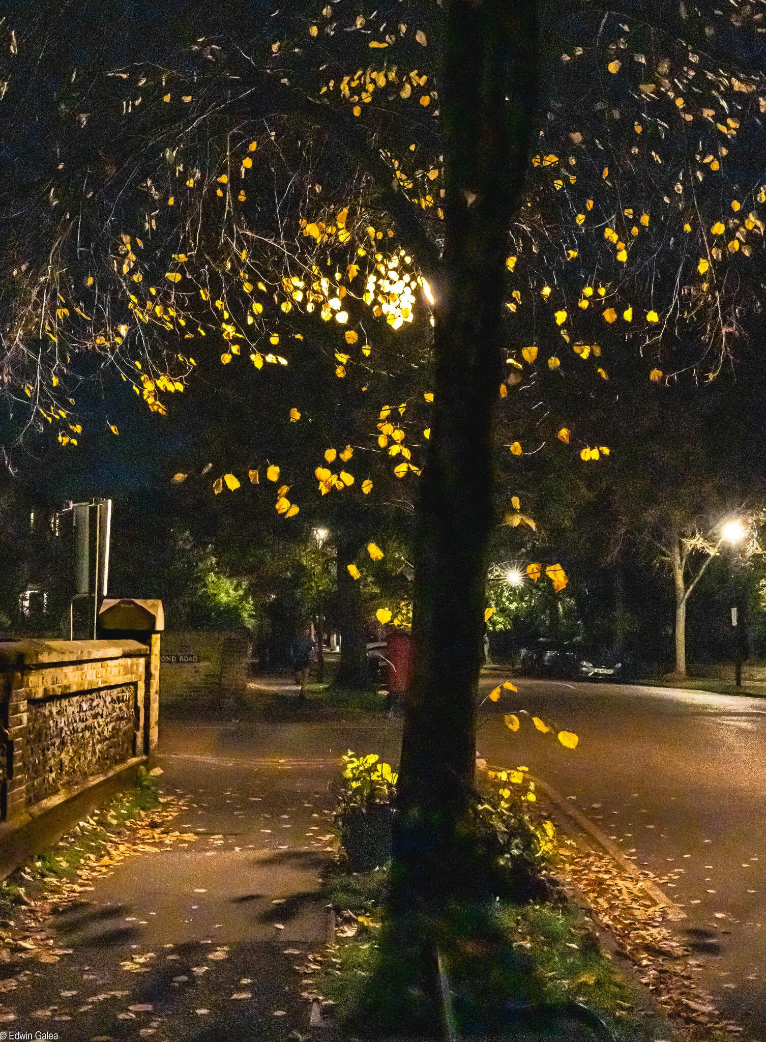 blackheath_trees_atnight-2.jpg