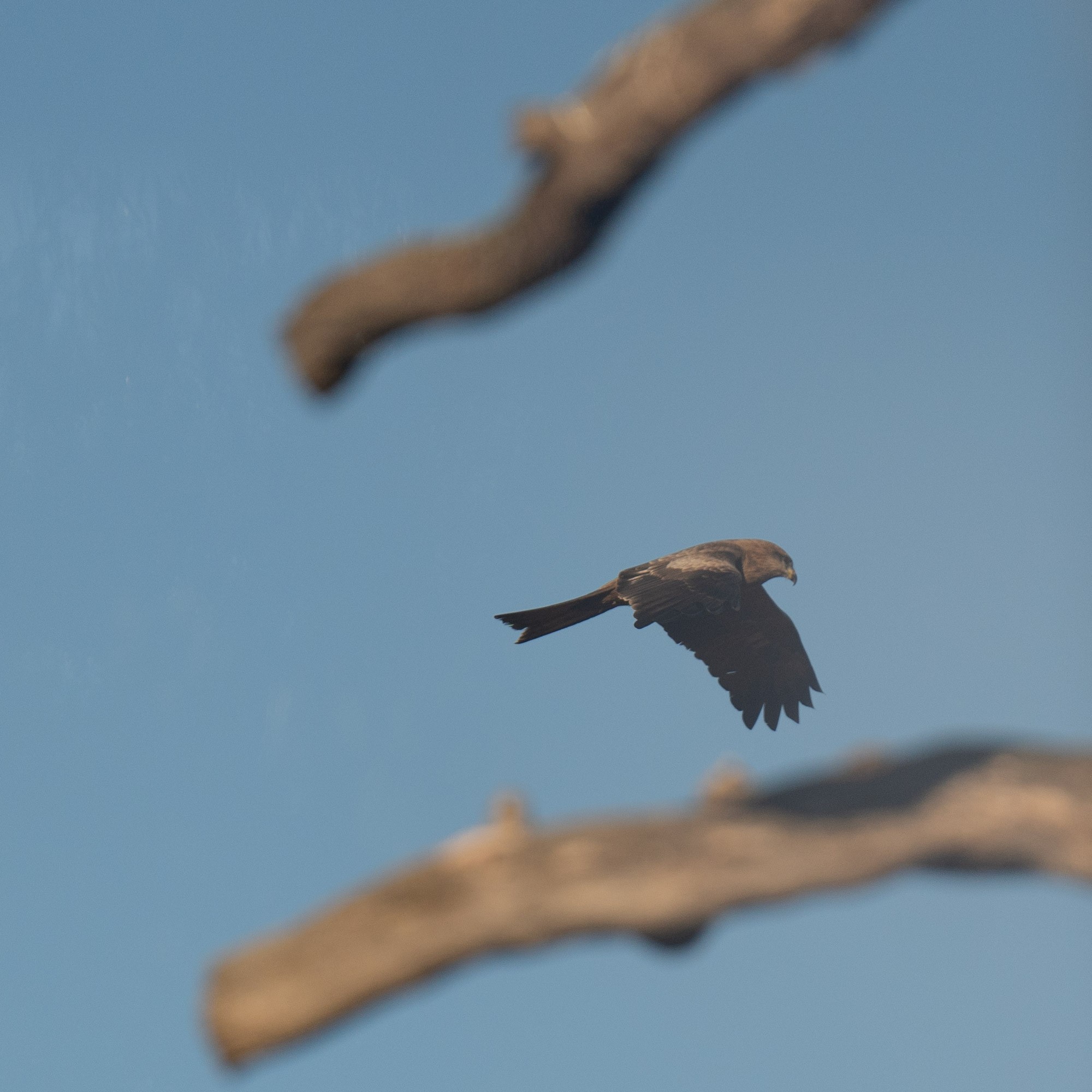 BlackKiteBetweenBranches.jpg