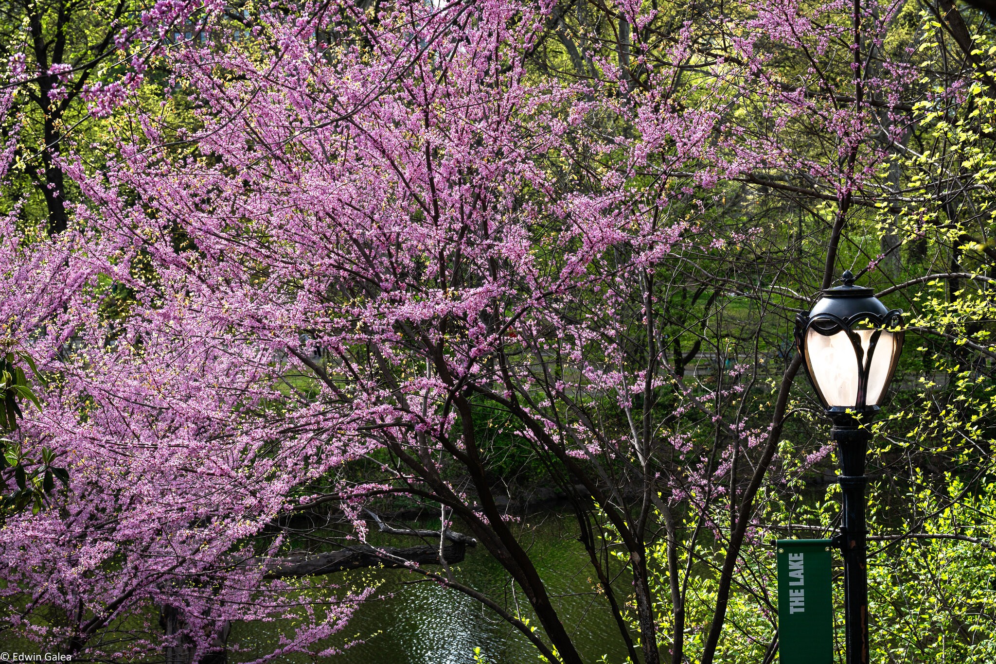 blossom central park-1_edited.jpg