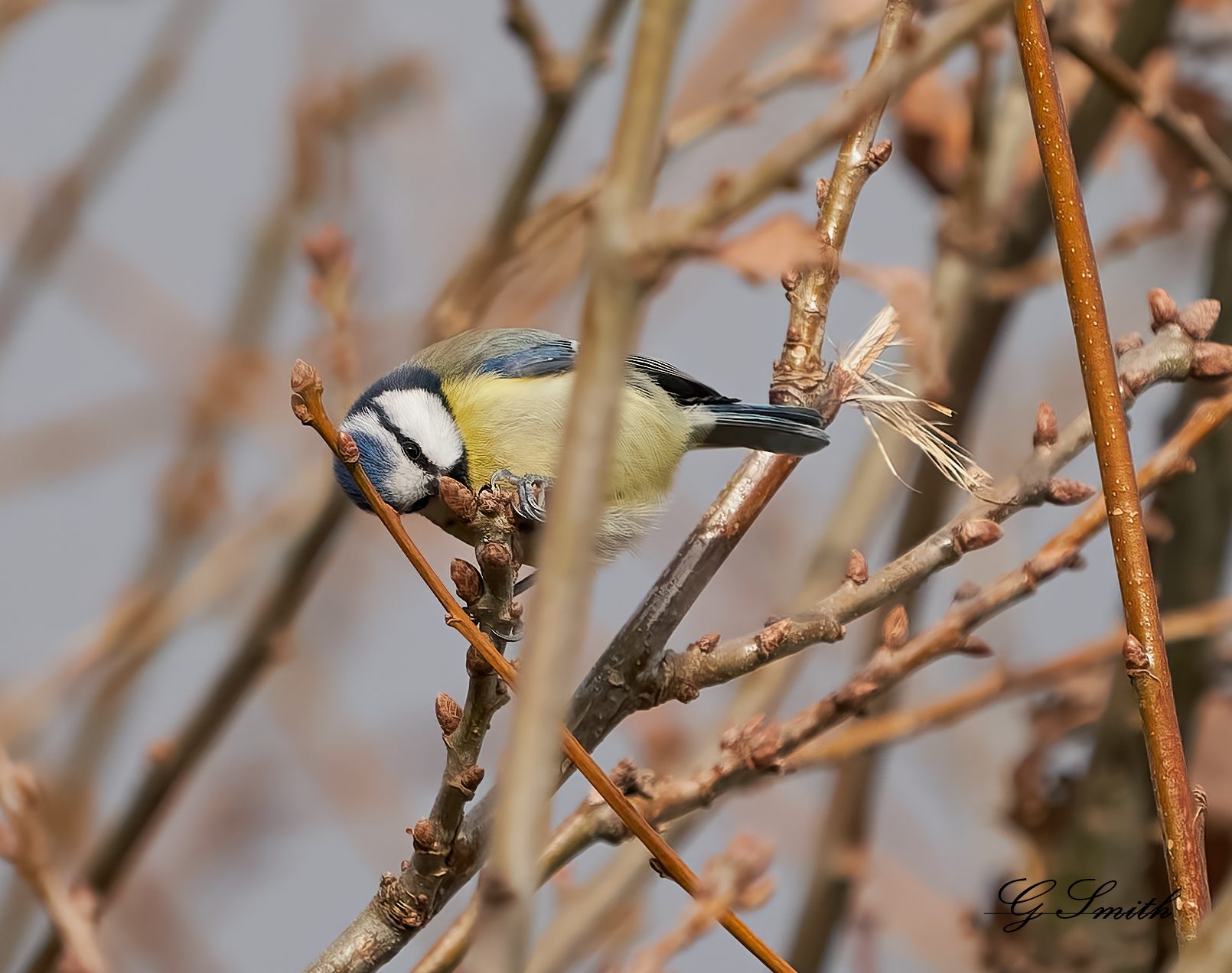 blue tit 1.jpg