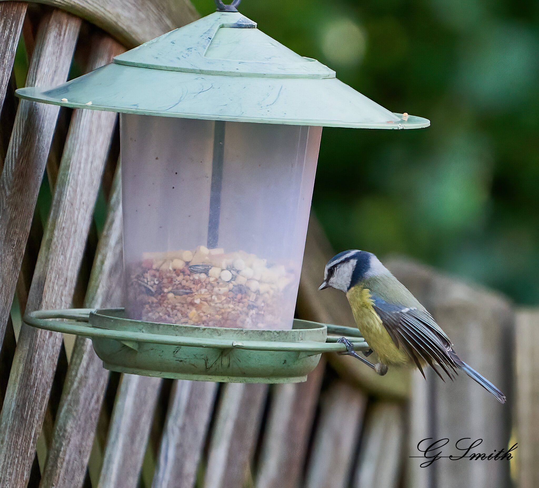 blue tit 10.jpg