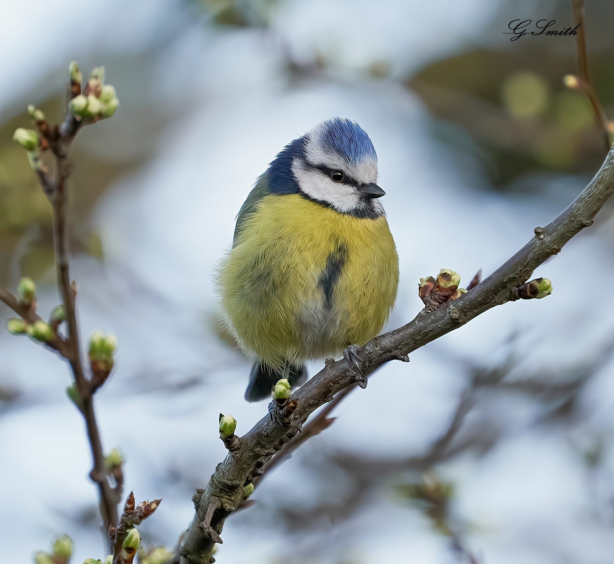 blue tit 2022 24.jpg