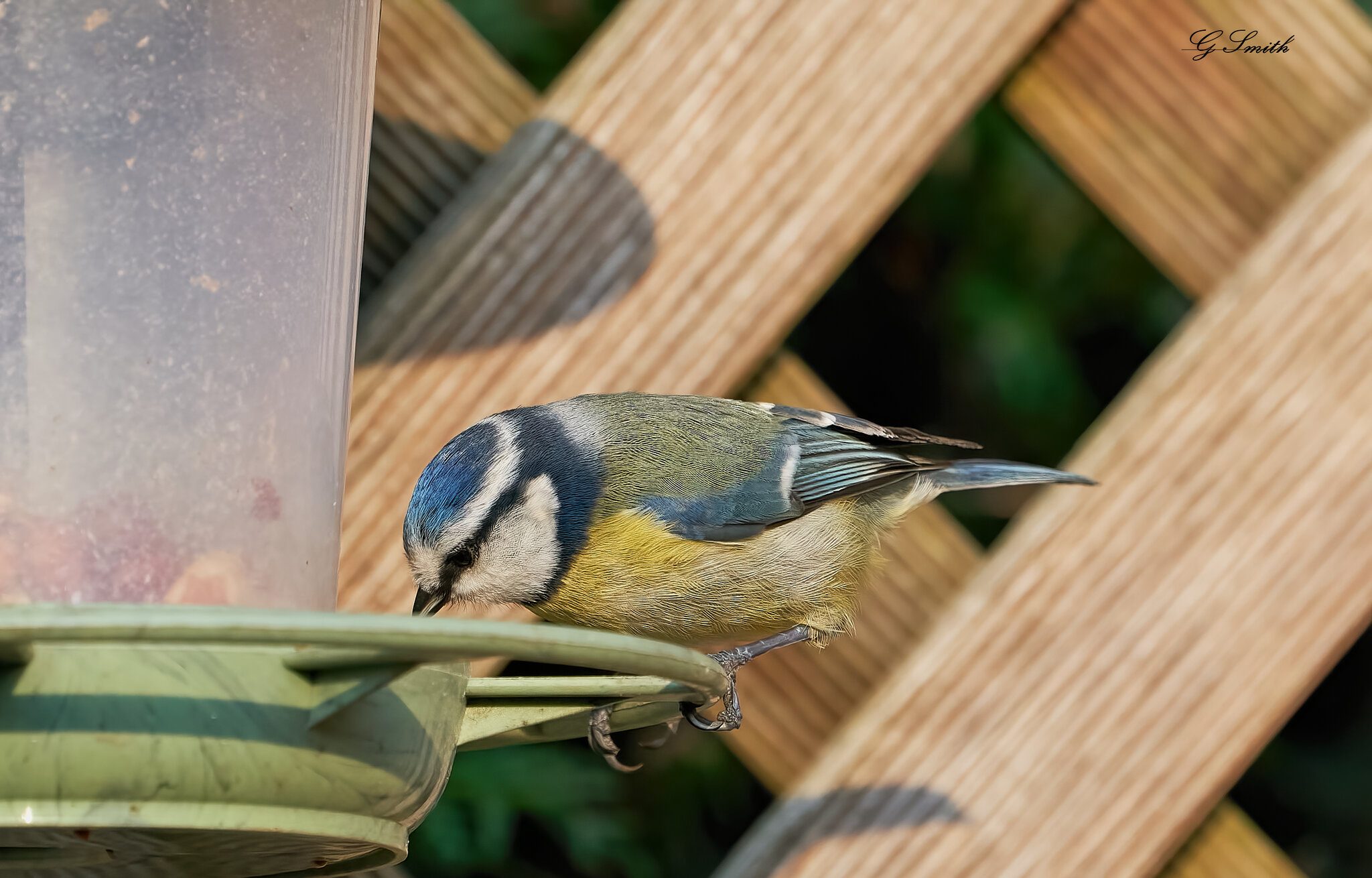 blue tit 2022 28.jpg