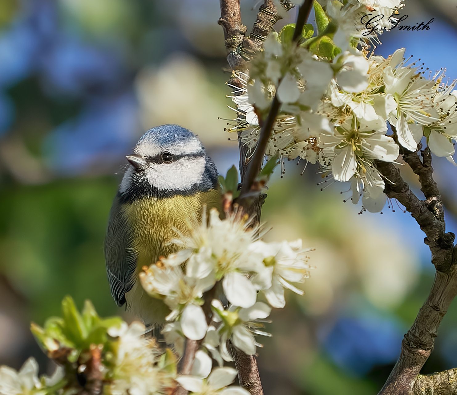 blue tit 2022 (3).jpg