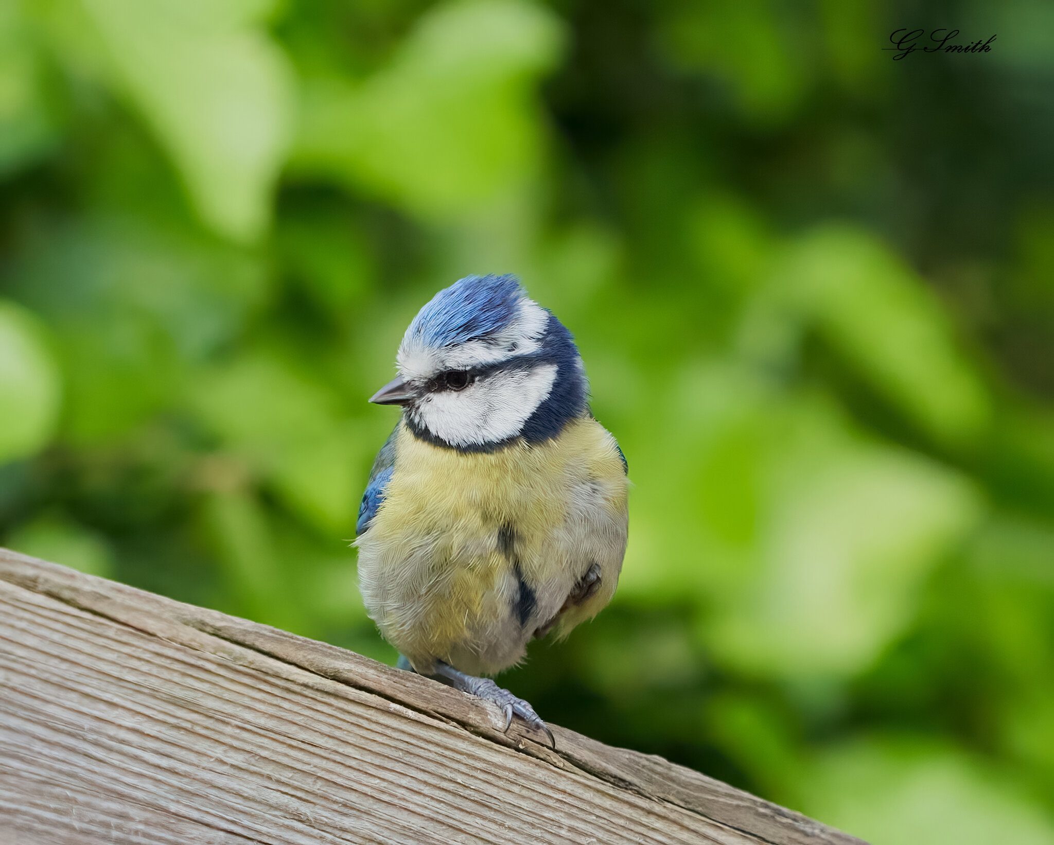 blue tit  2022 3.jpg