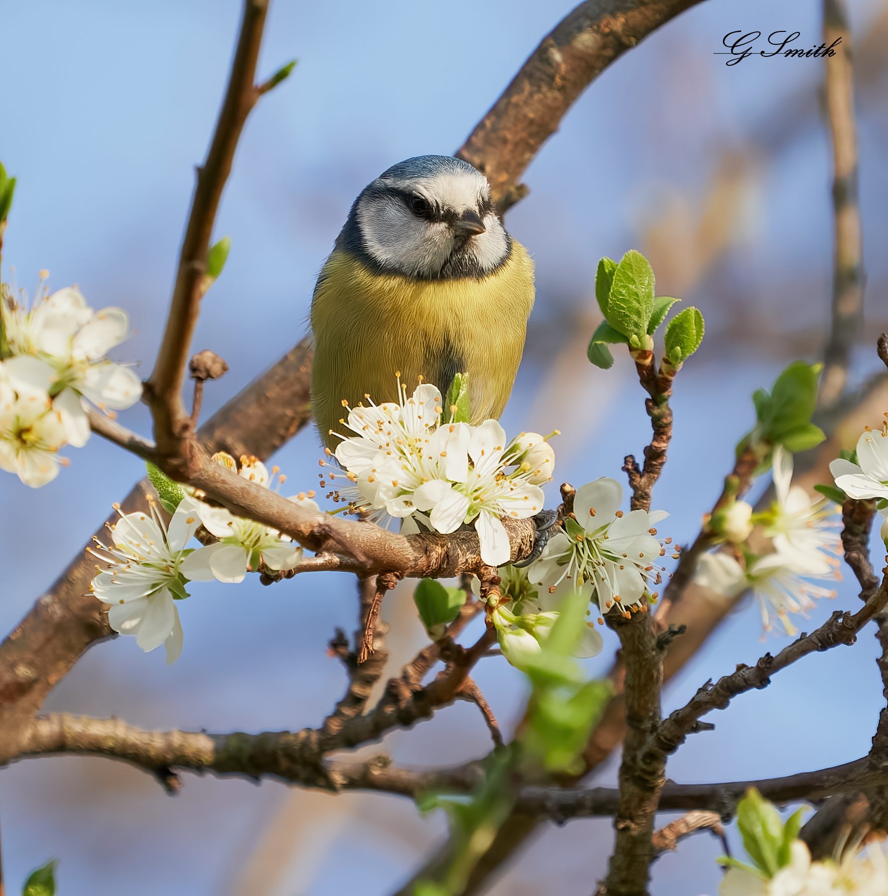 blue tit 2022 33.jpg