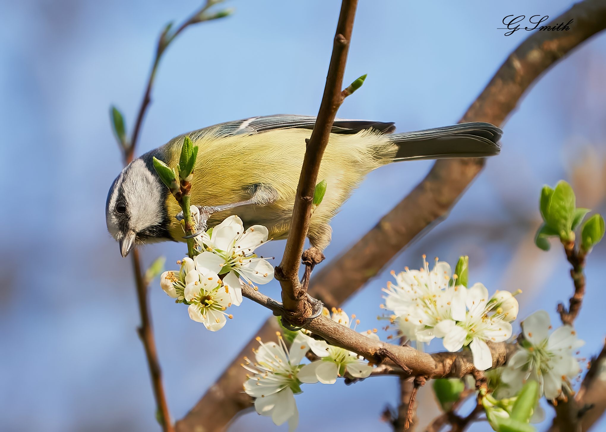 blue tit 2022 37.jpg