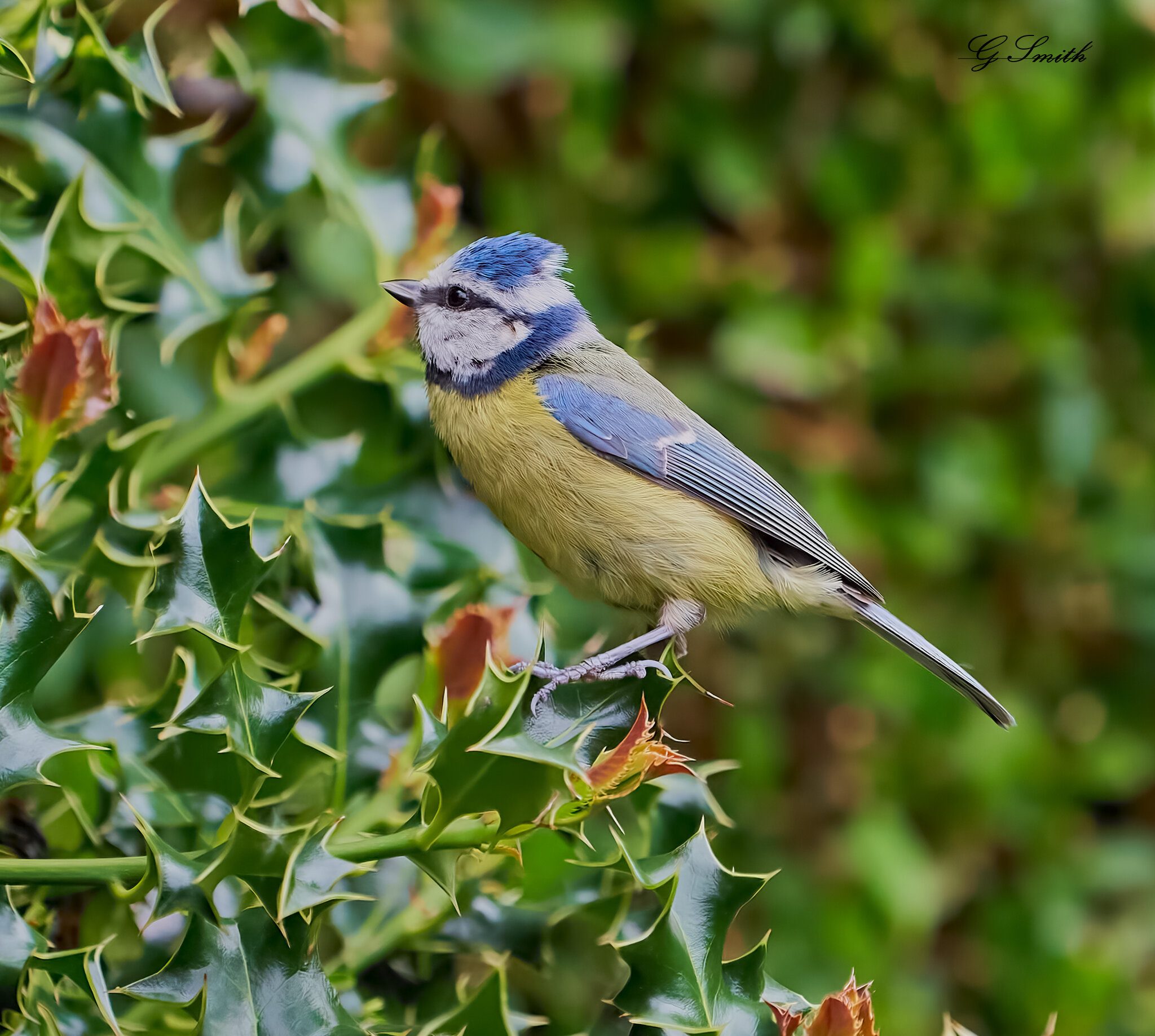 blue tit 2022 39.jpg