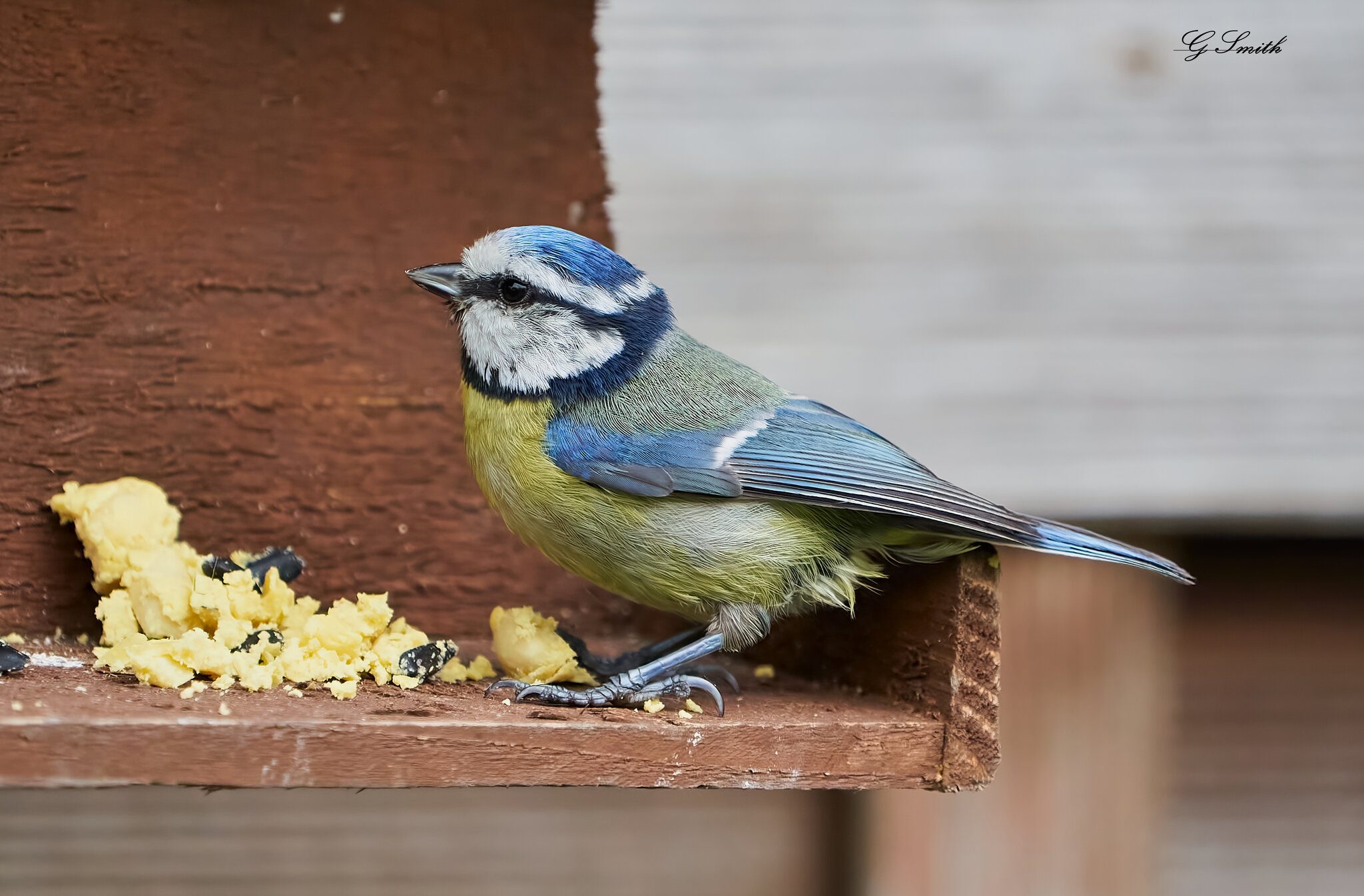 blue tit 2022 40.jpg