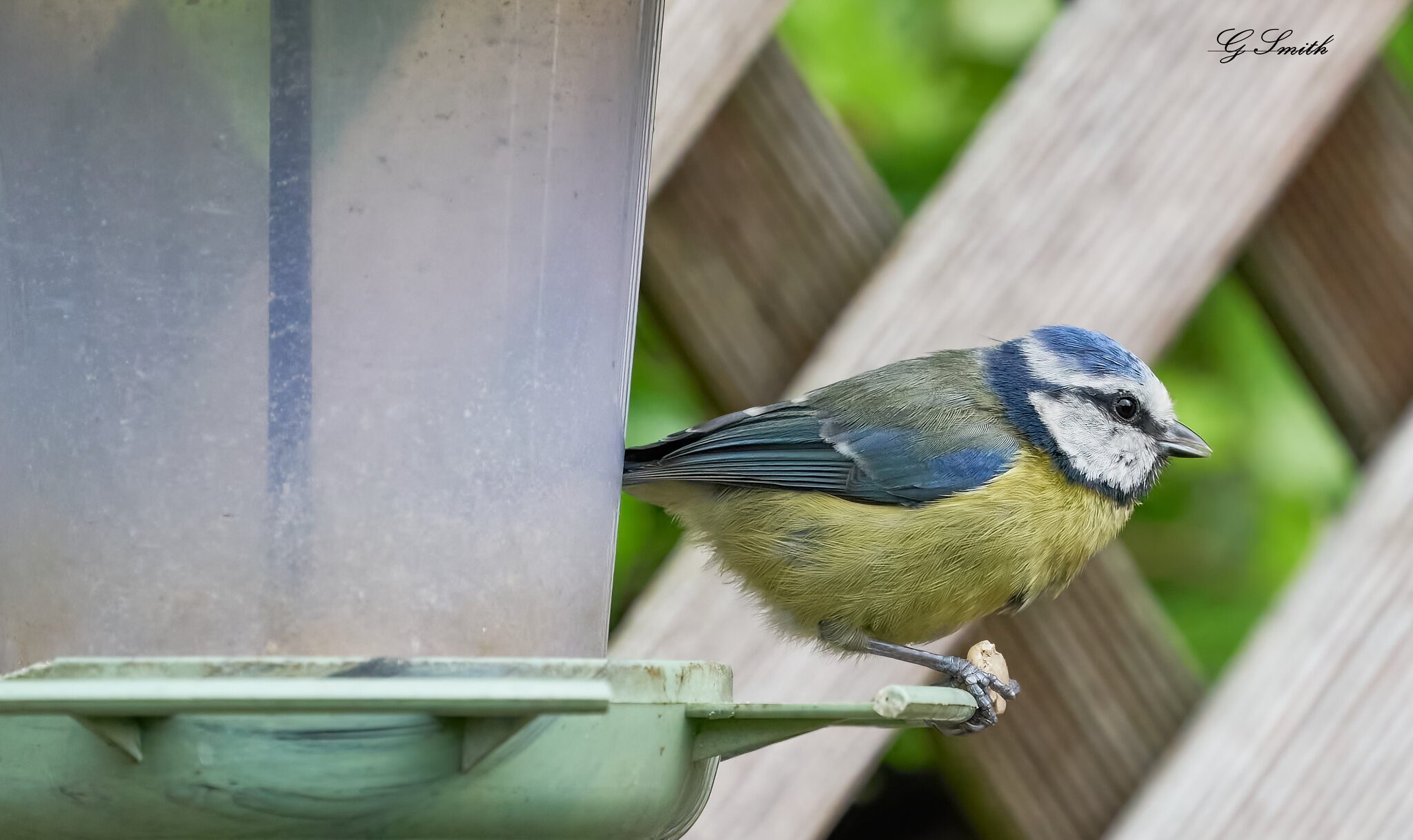 blue tit 2022 42.jpg