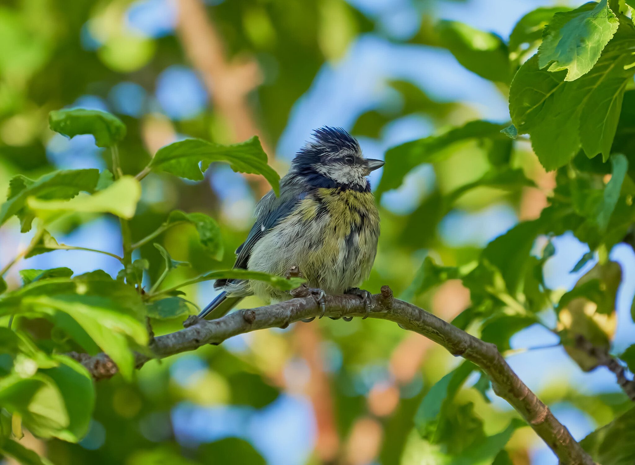 blue tit 2022 46.jpg