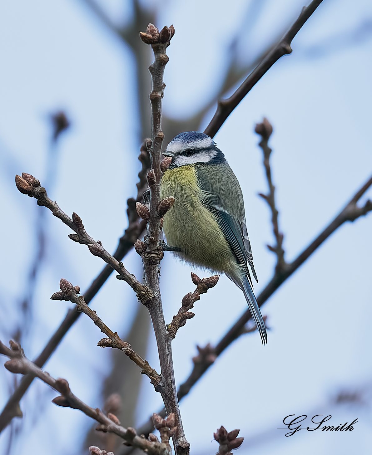 blue tit 3.jpg