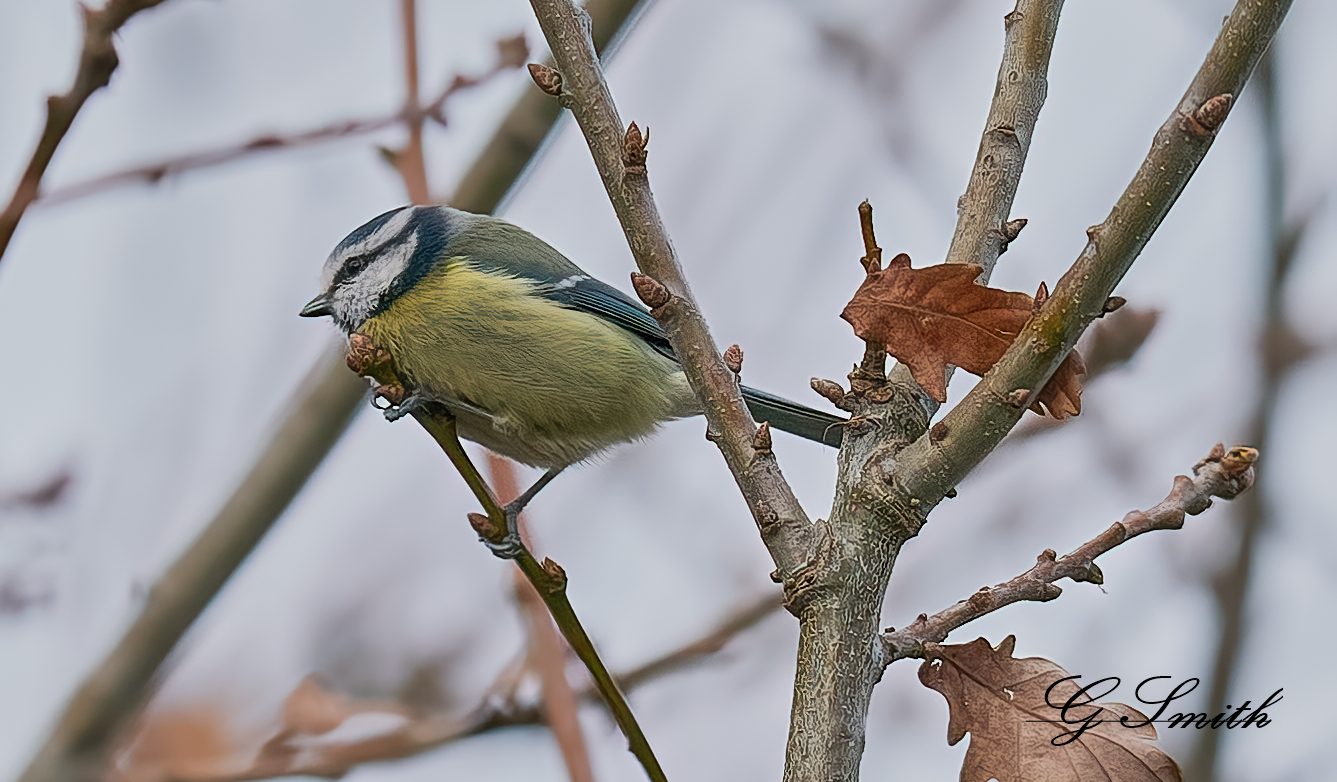 blue tit 3.jpg