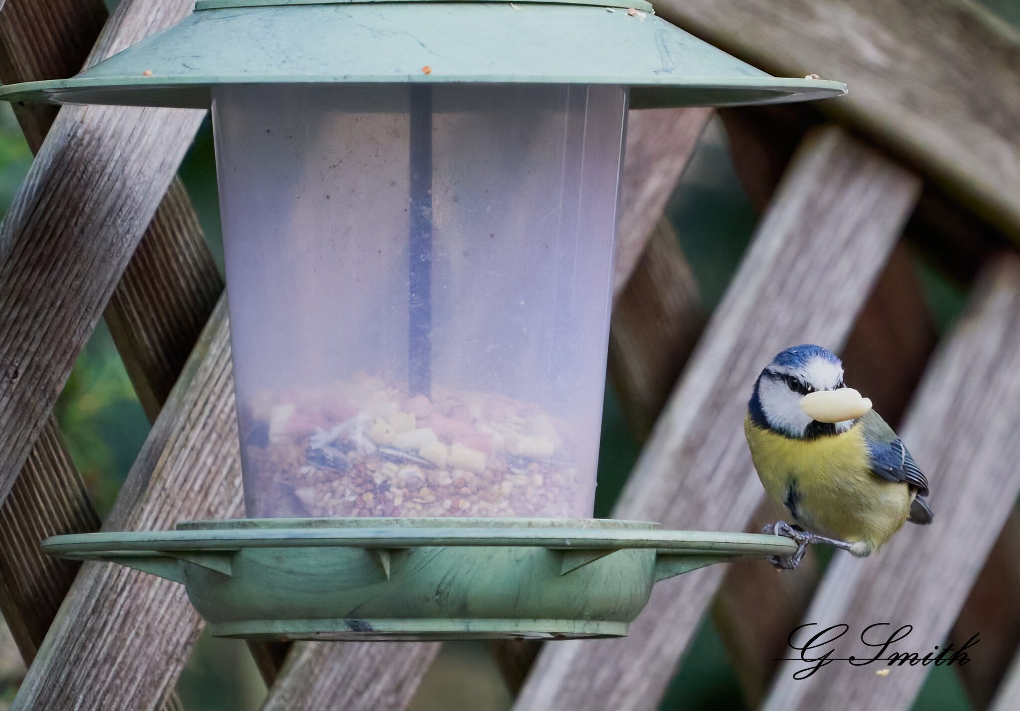 blue tit 8.jpg