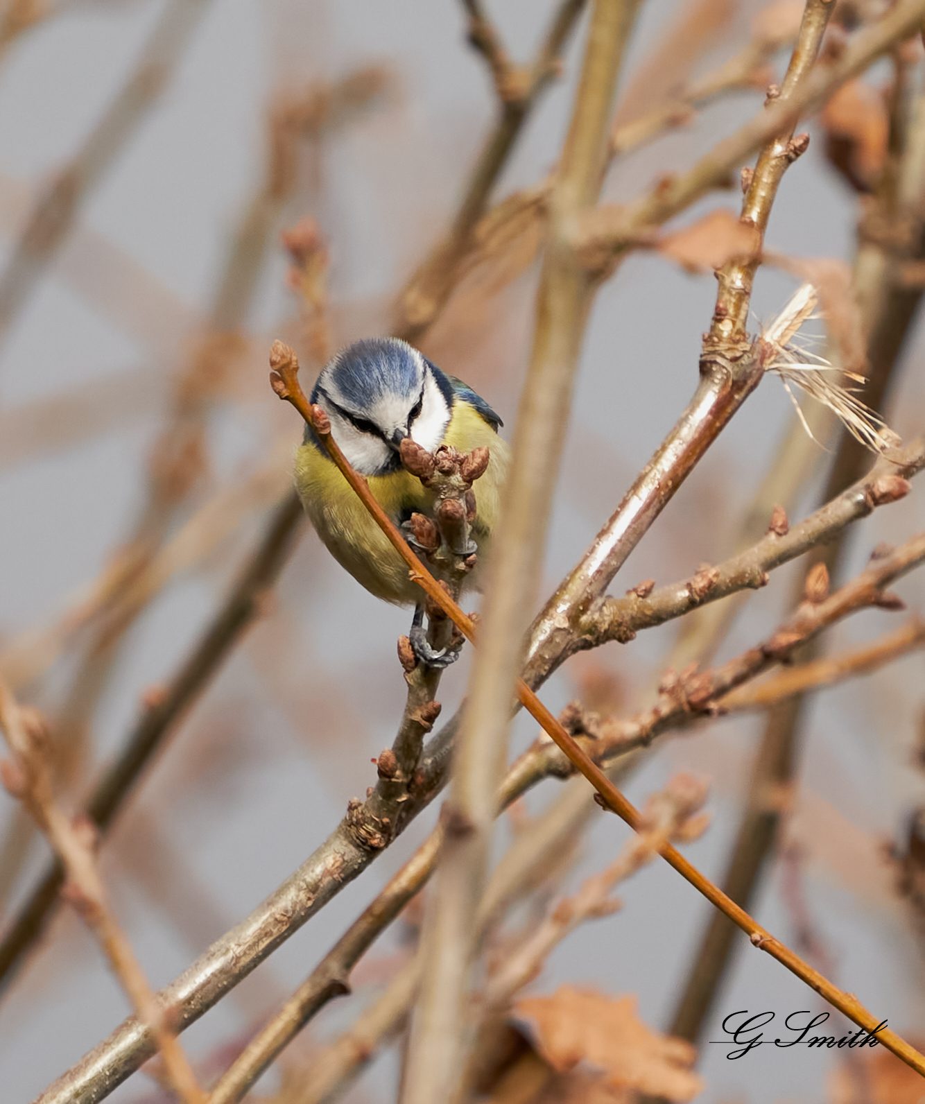 blue tit.jpg