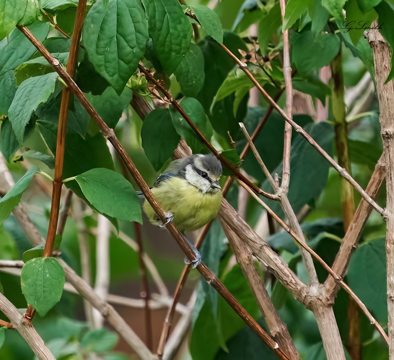 bluetit 2022 1 (2).jpg