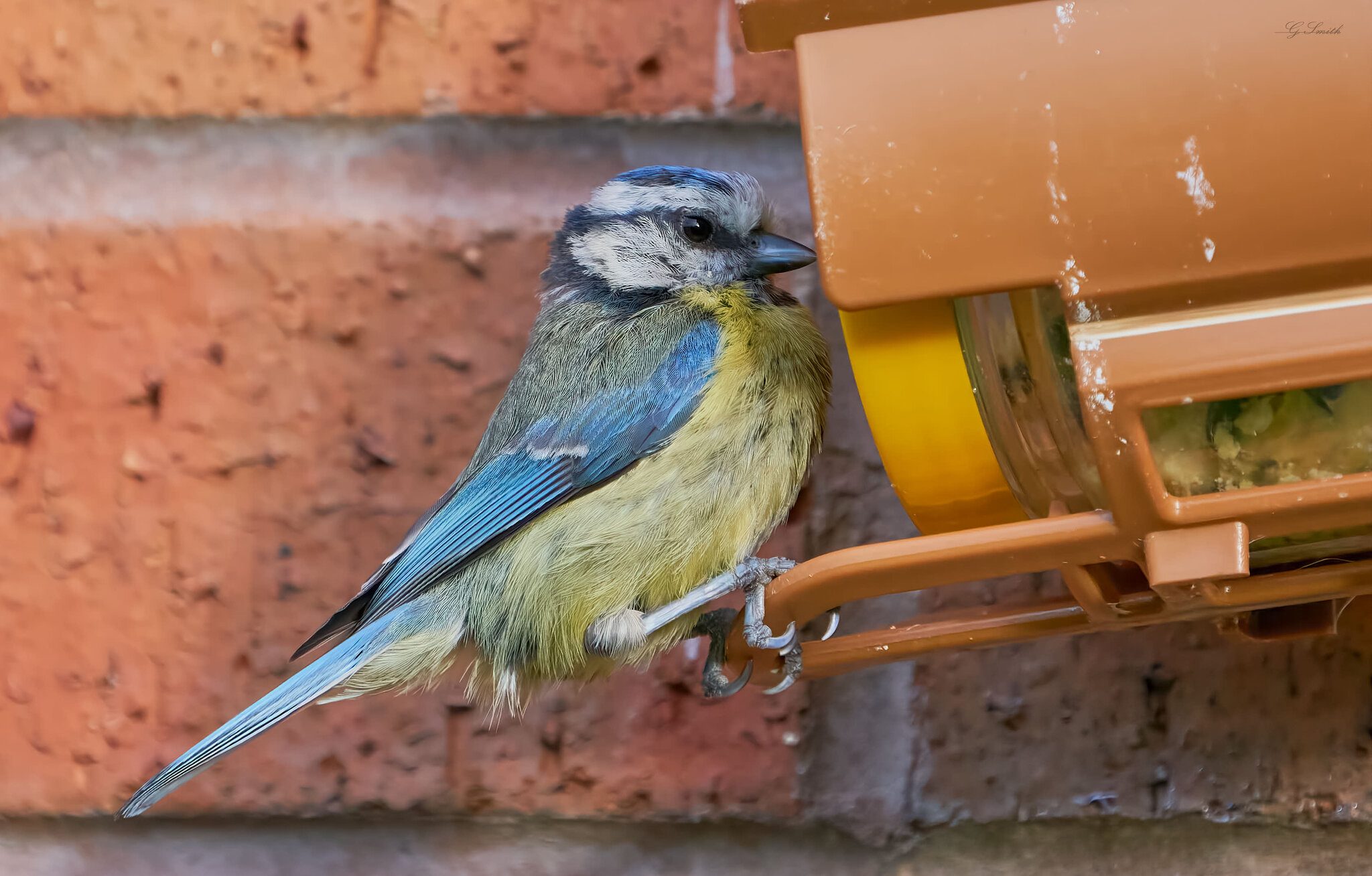 bluetit 2022 10.jpg