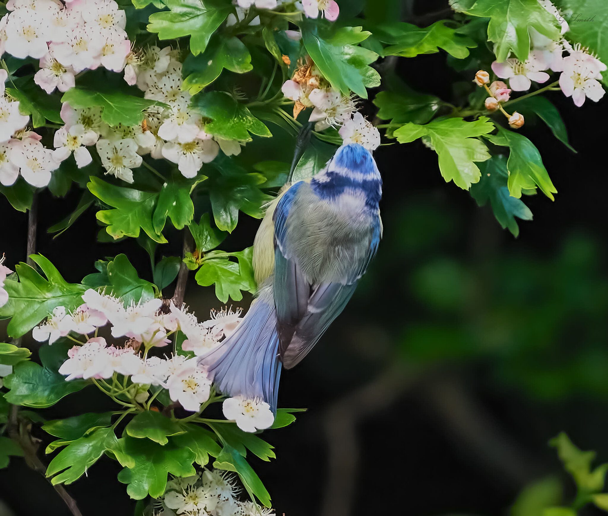 bluetit 2022 13.jpg