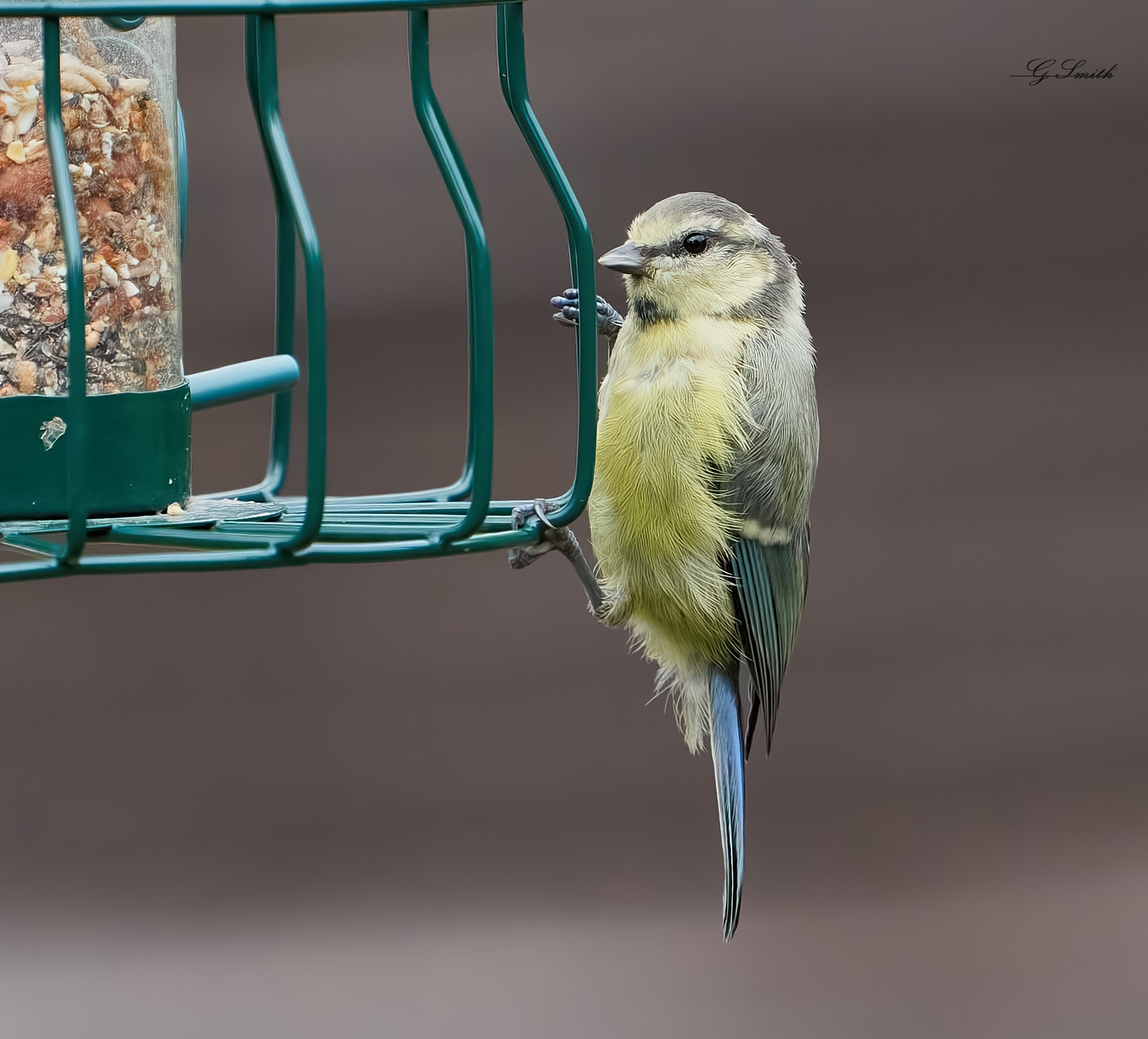 bluetit 2022 21.jpg