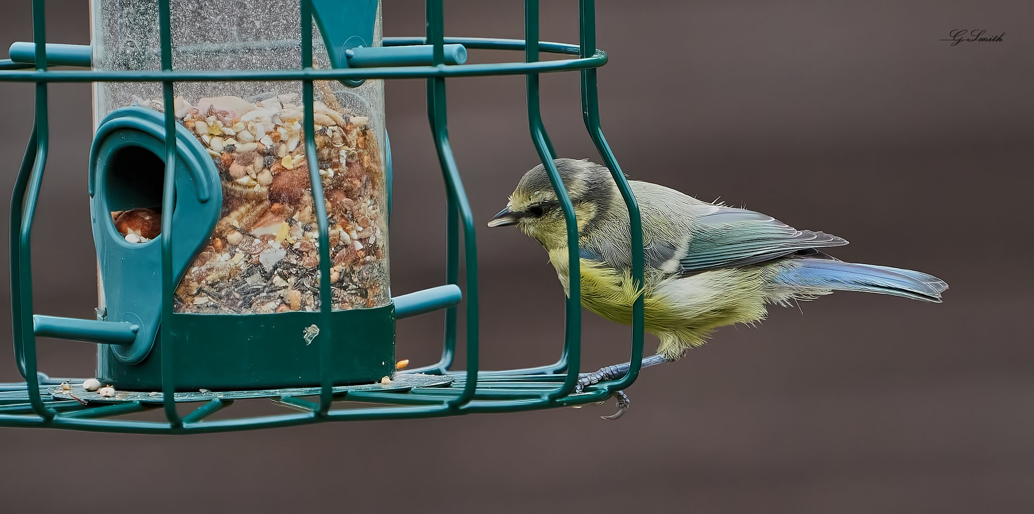 bluetit 2022 22.jpg