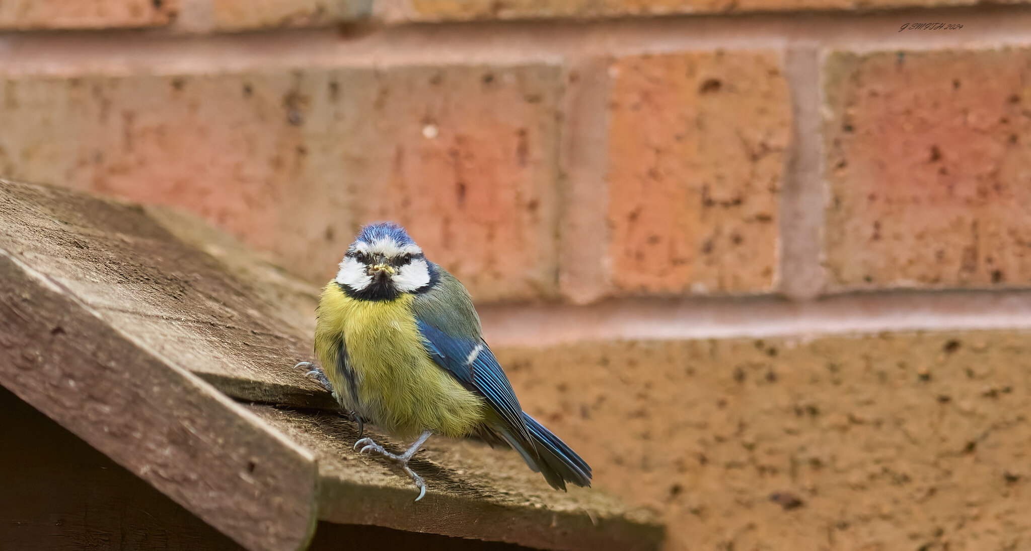 bluetit 2024 12.jpg