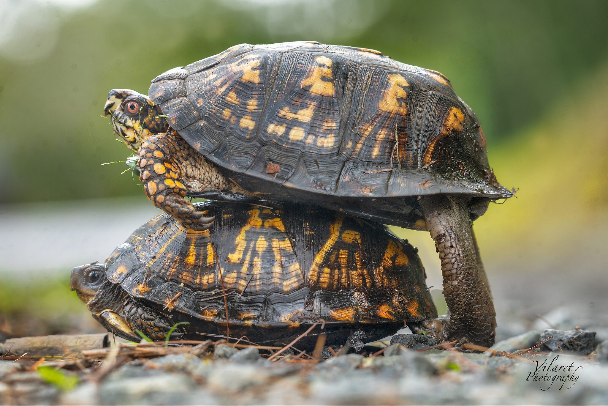 Box Turtle Pair 2FB.jpg