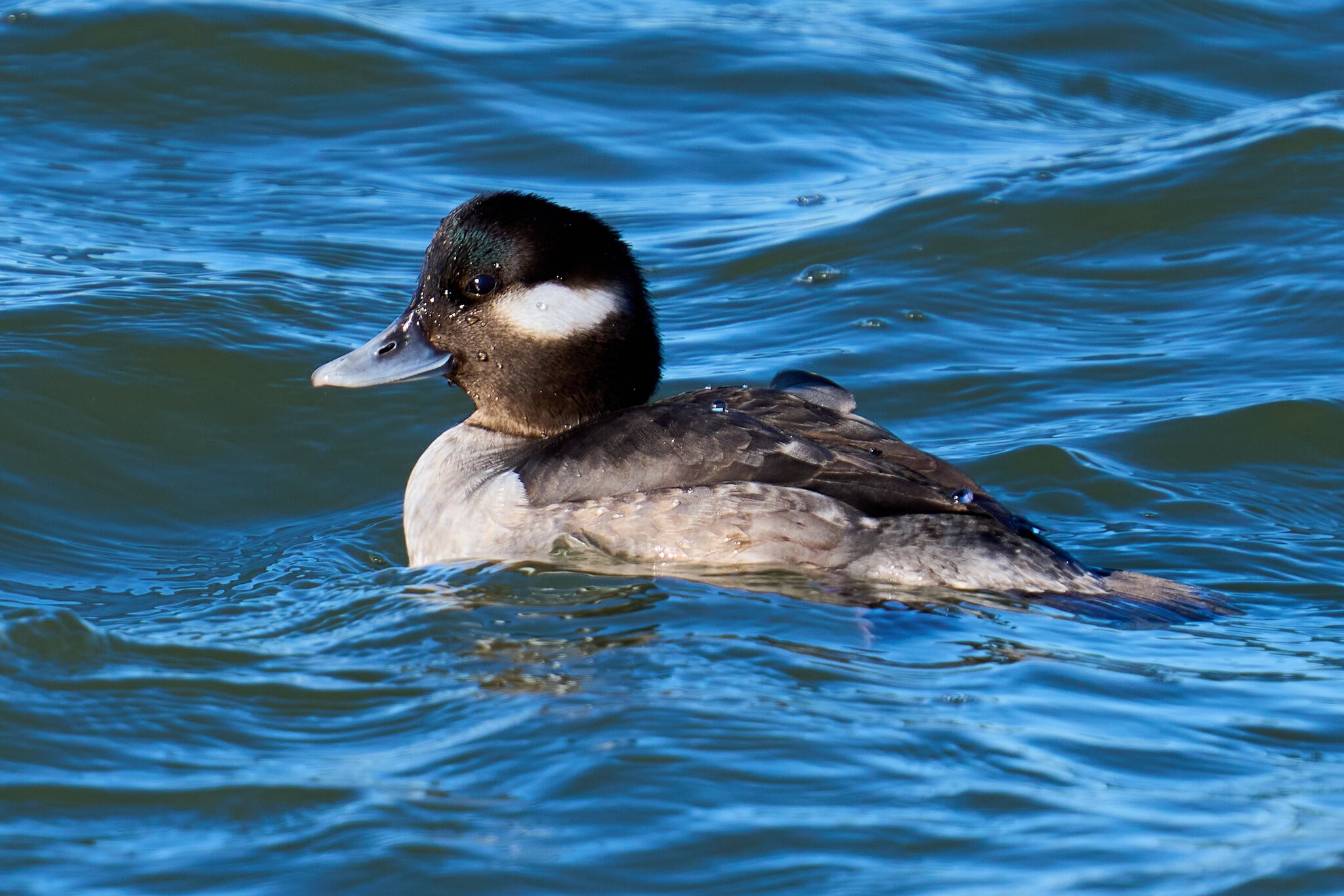 Bufflehead - Forsythe NWR - 12302024 - 01.jpg