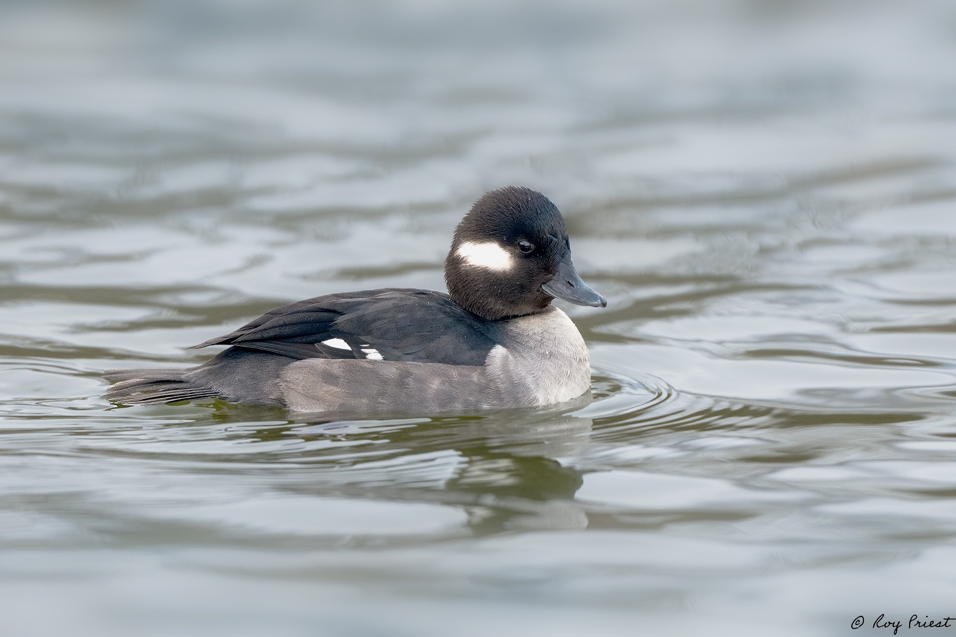 Bufflehead_RP12056--Edit.jpg