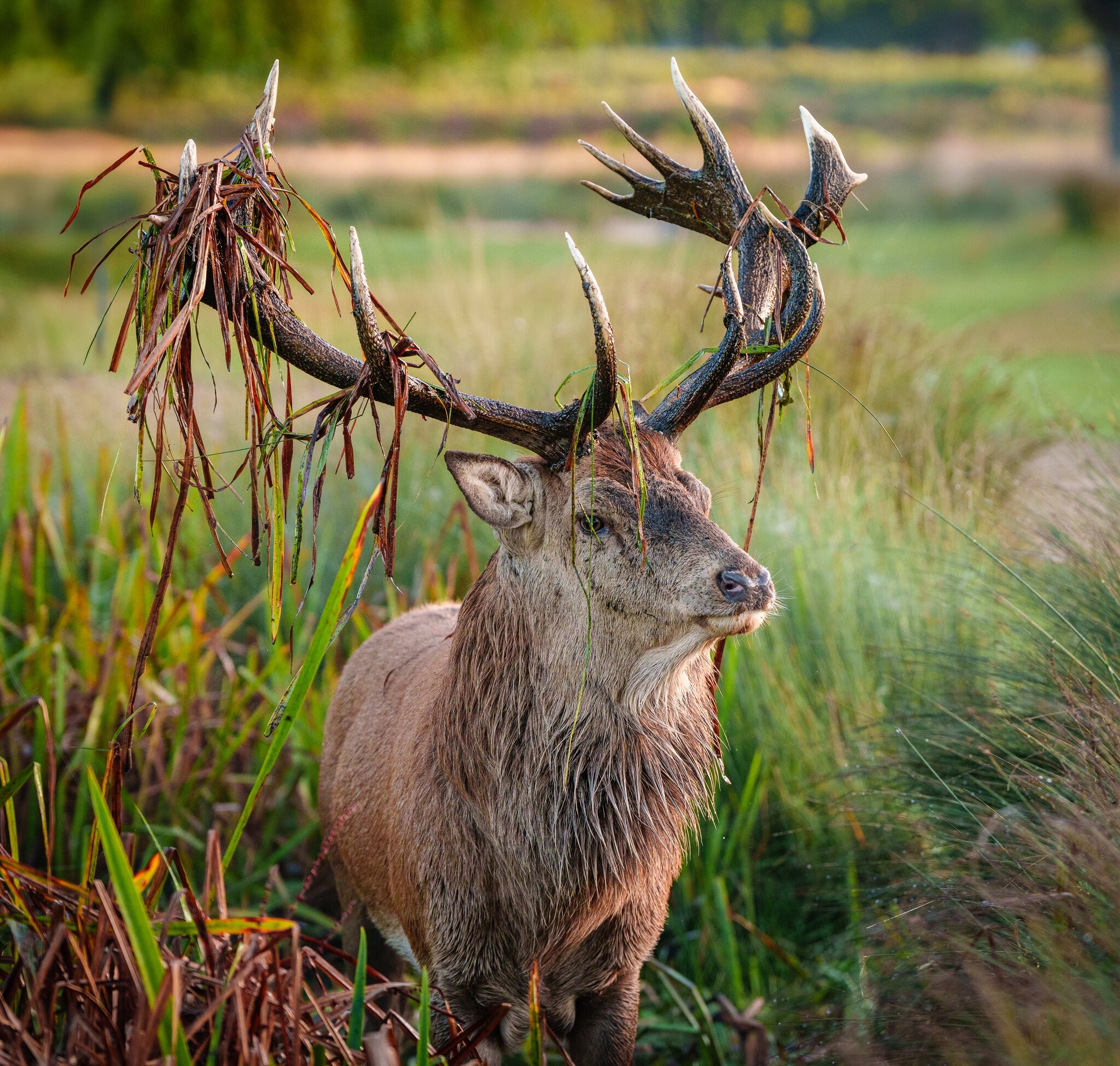 Bushy Park (1 of 3).jpg