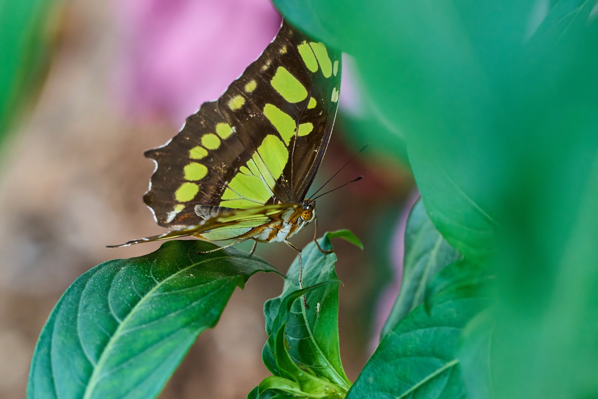 Butterfly -South Coast Botanical Gardens - 05162024 - 02- DN.jpg