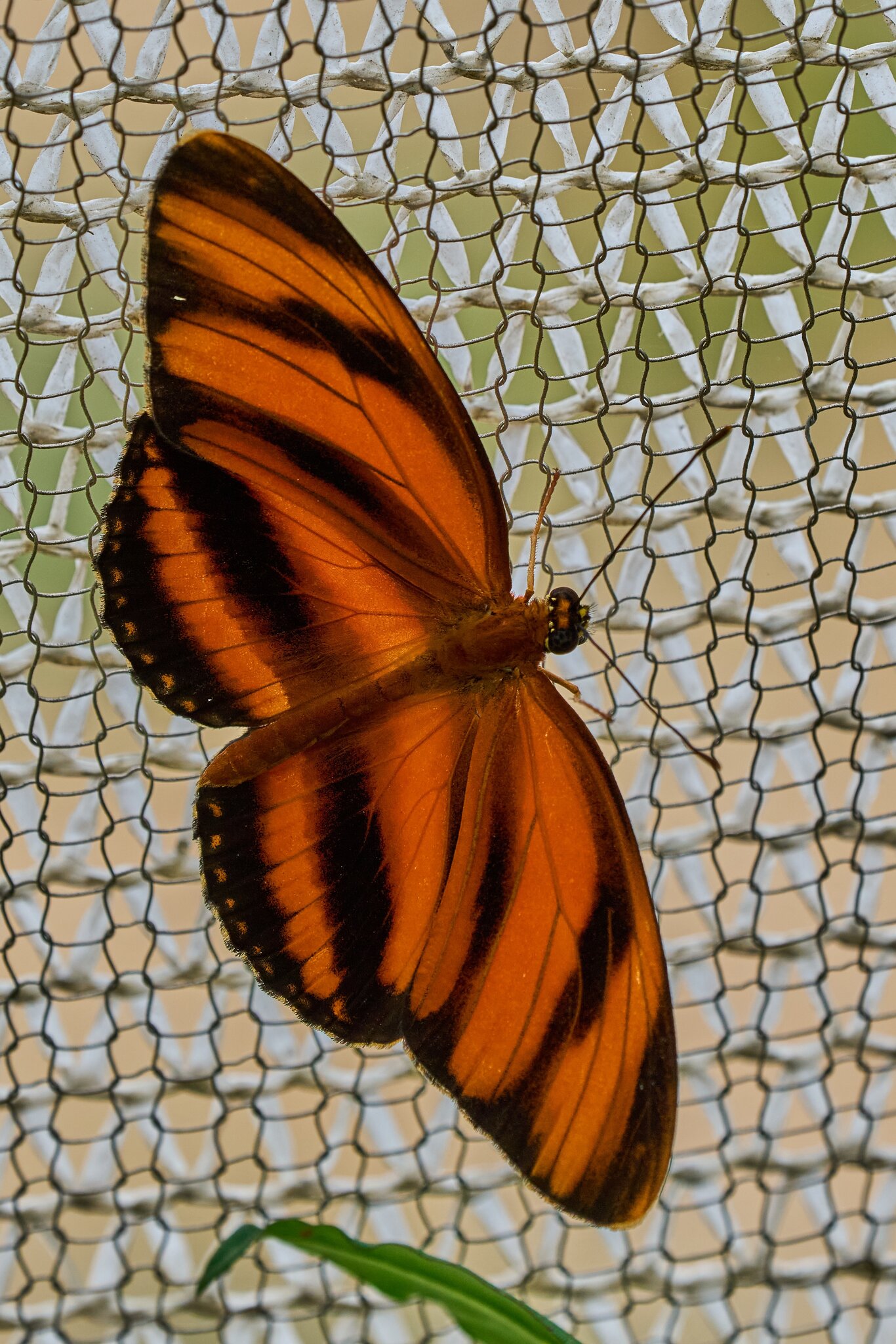 Butterfly -South Coast Botanical Gardens - 05162024 - 08- DN.jpg