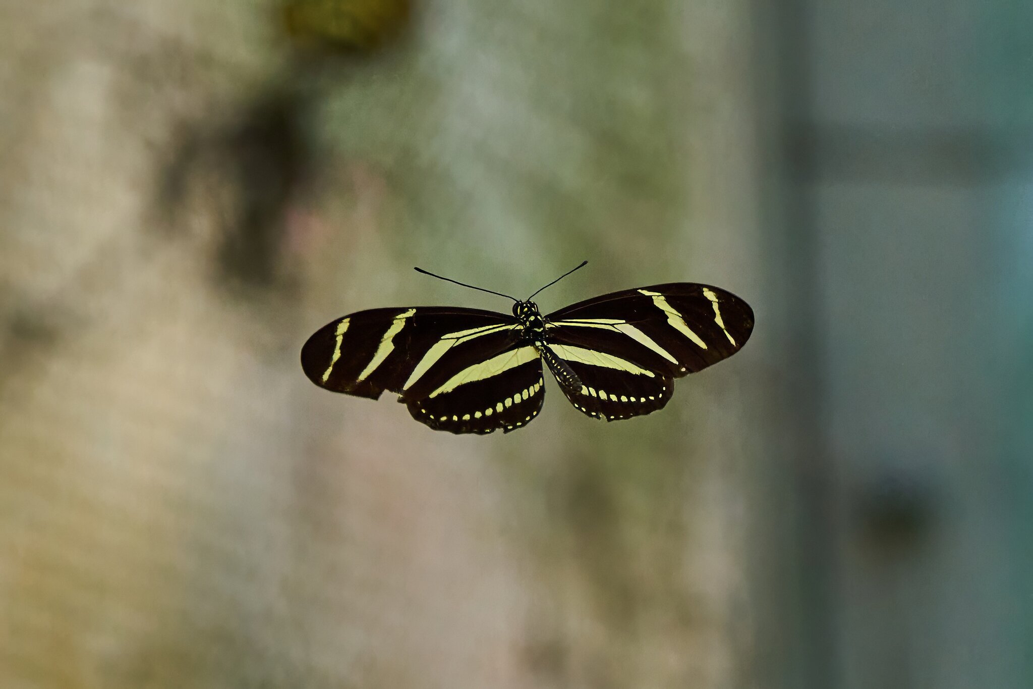 Butterfly -South Coast Botanical Gardens - 05162024 - 15- DN.jpg