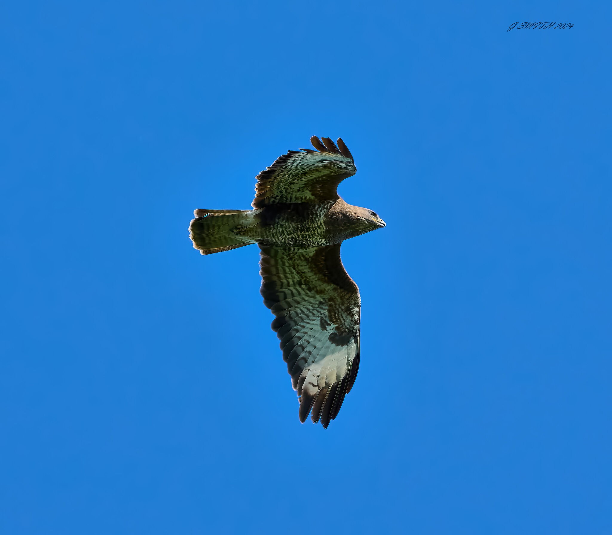 buzzard 2024 22.jpg