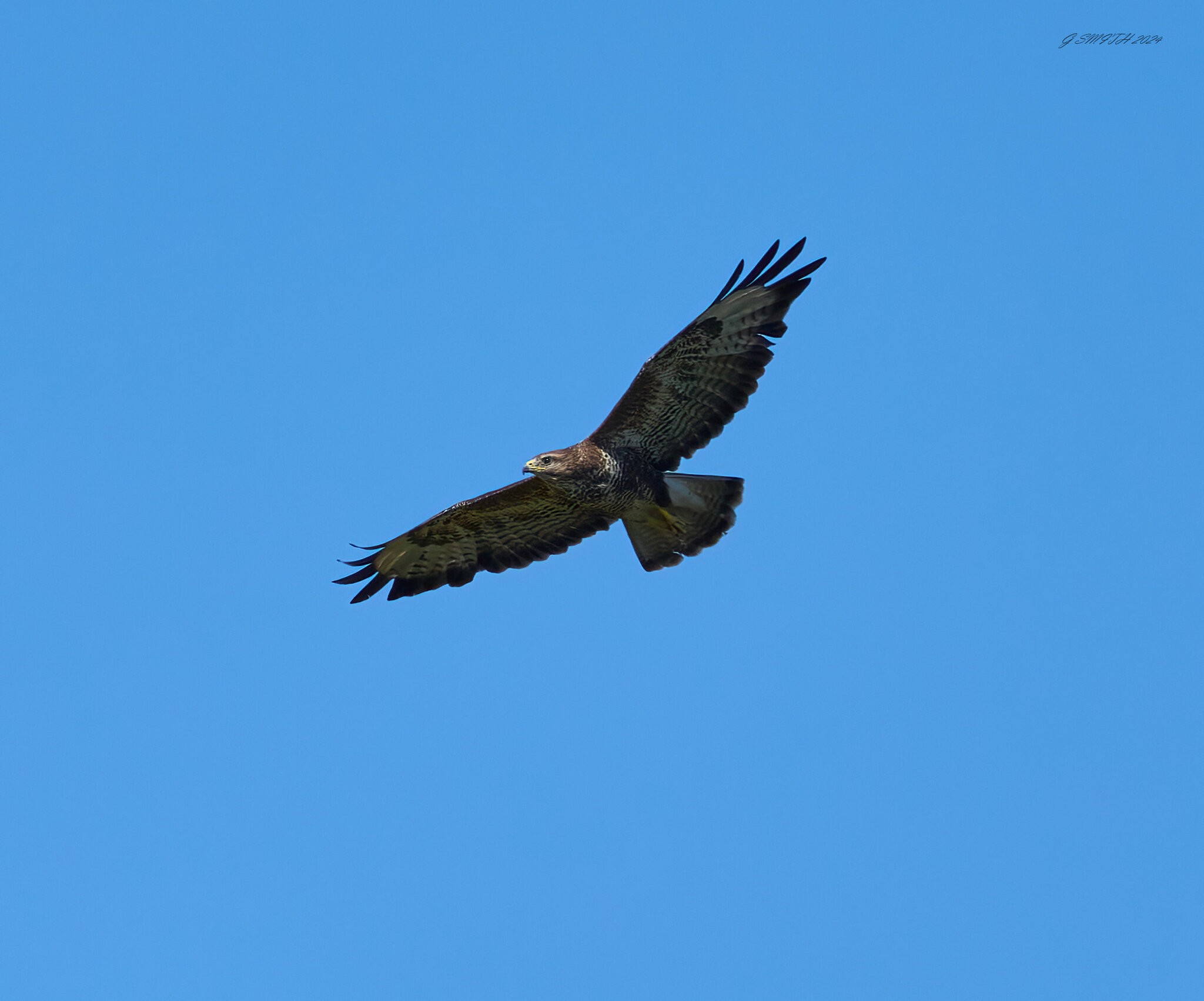 buzzard 2024 28.jpg