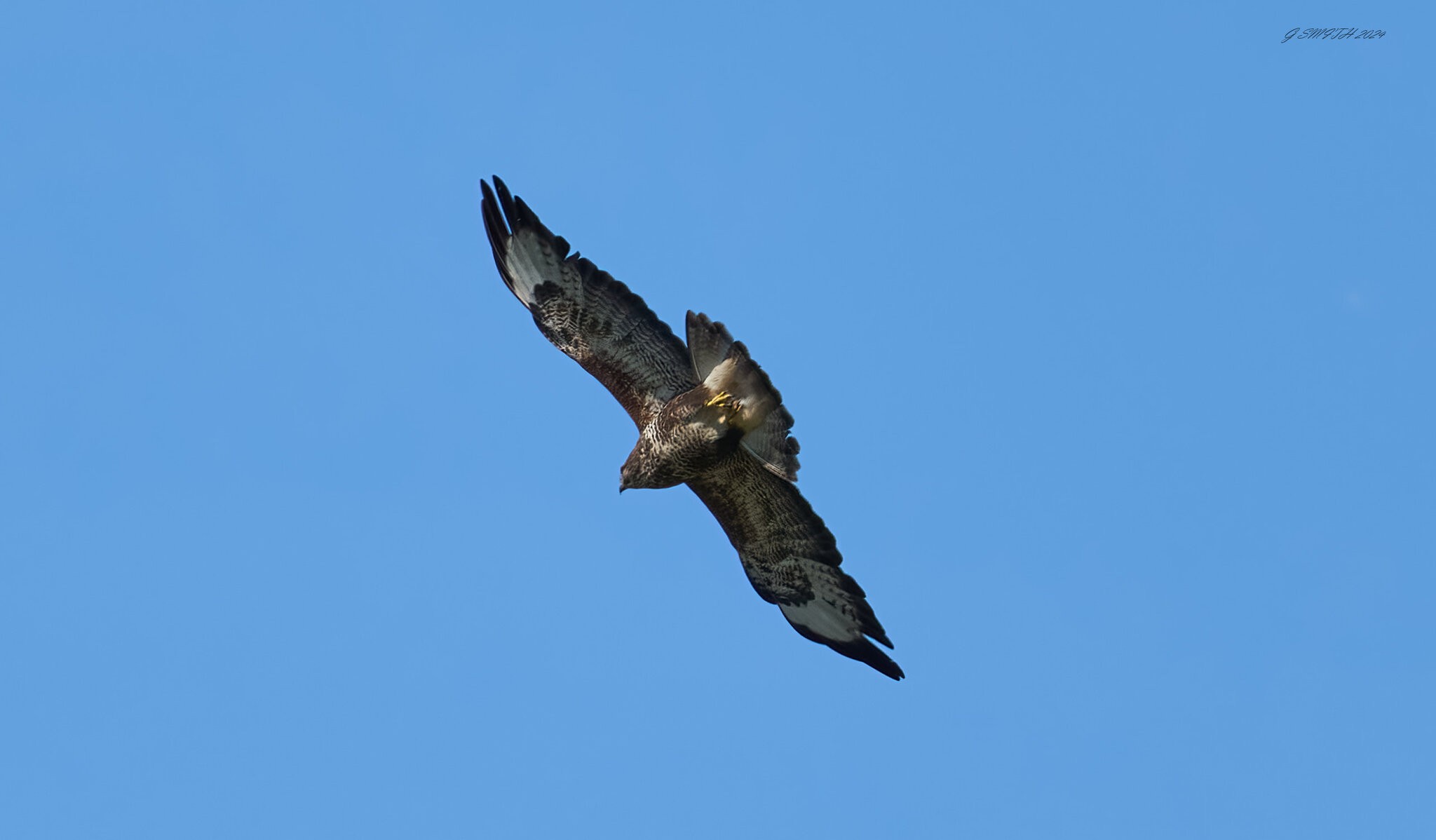 buzzard 2024 30.jpg