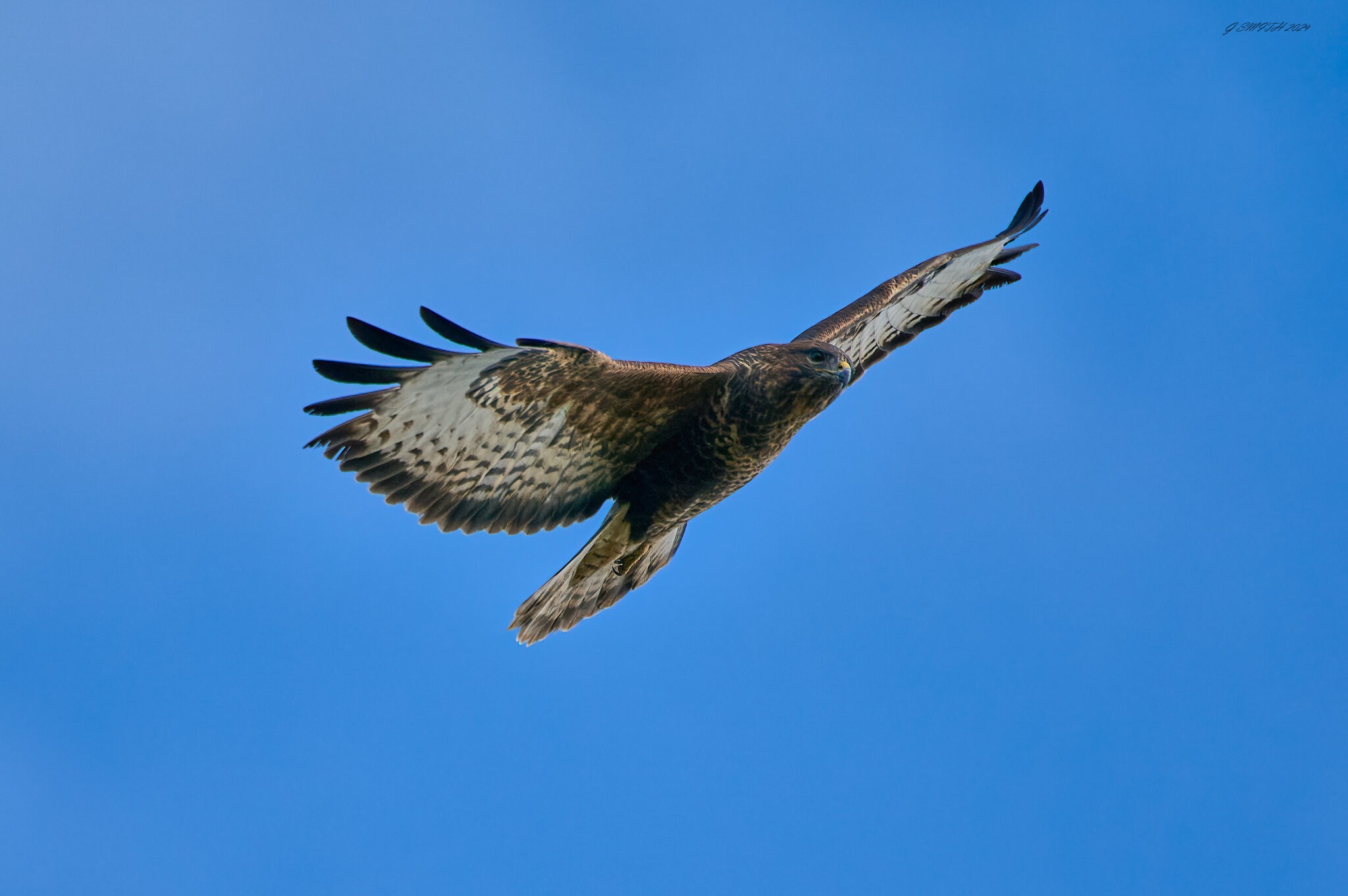 buzzard 2024 53.jpg