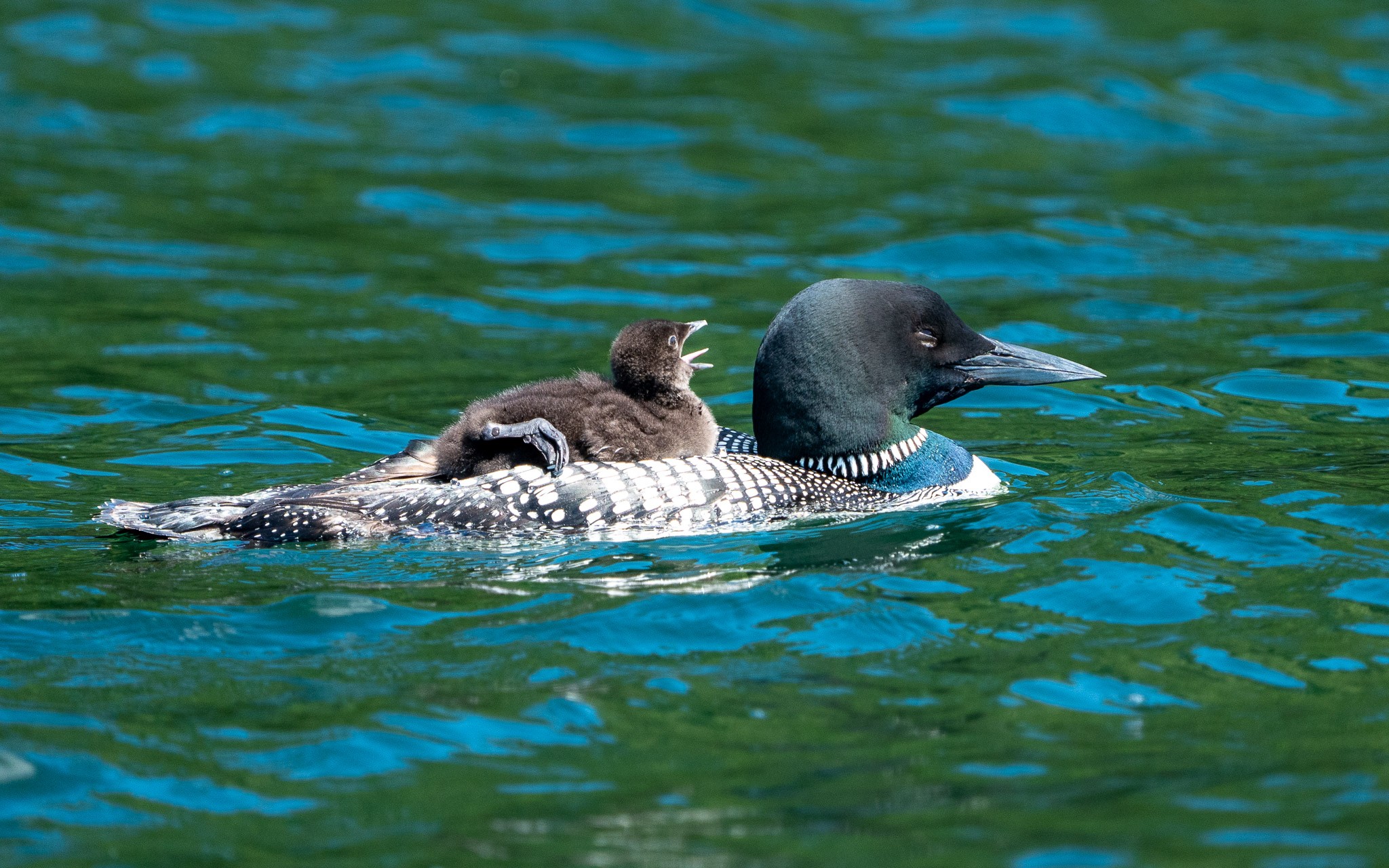 cabin_loons_chicks 20240612 119.jpg