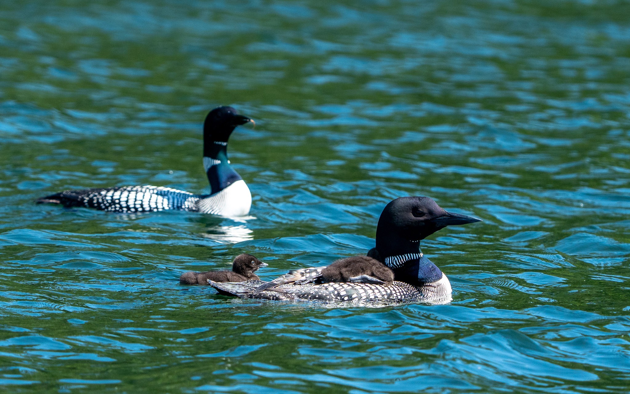 cabin_loons_chicks 20240612 248.jpg