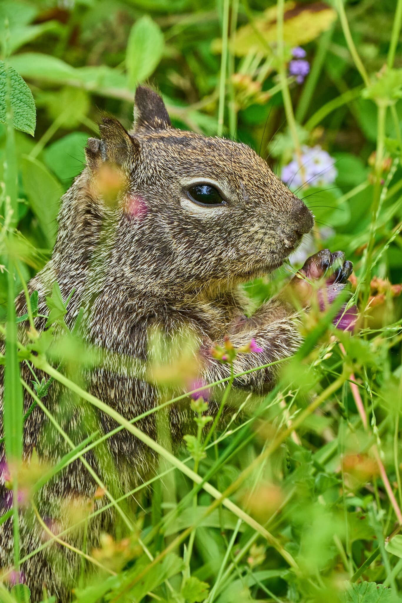 California Ground Squirrel - South Coast Botanical Gardens - 05162024 - 01- DN.jpg