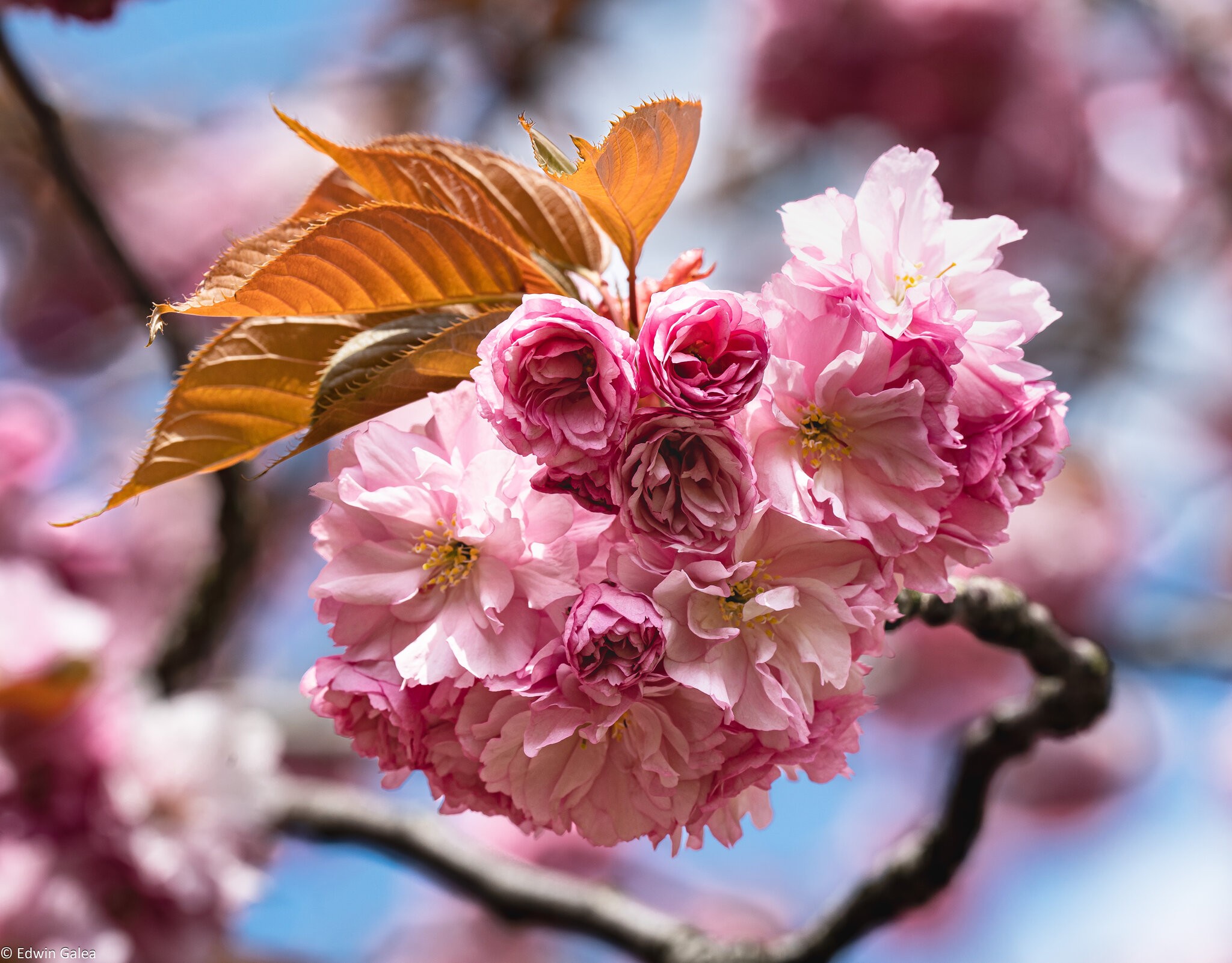 cherryblossom_1-2.jpg