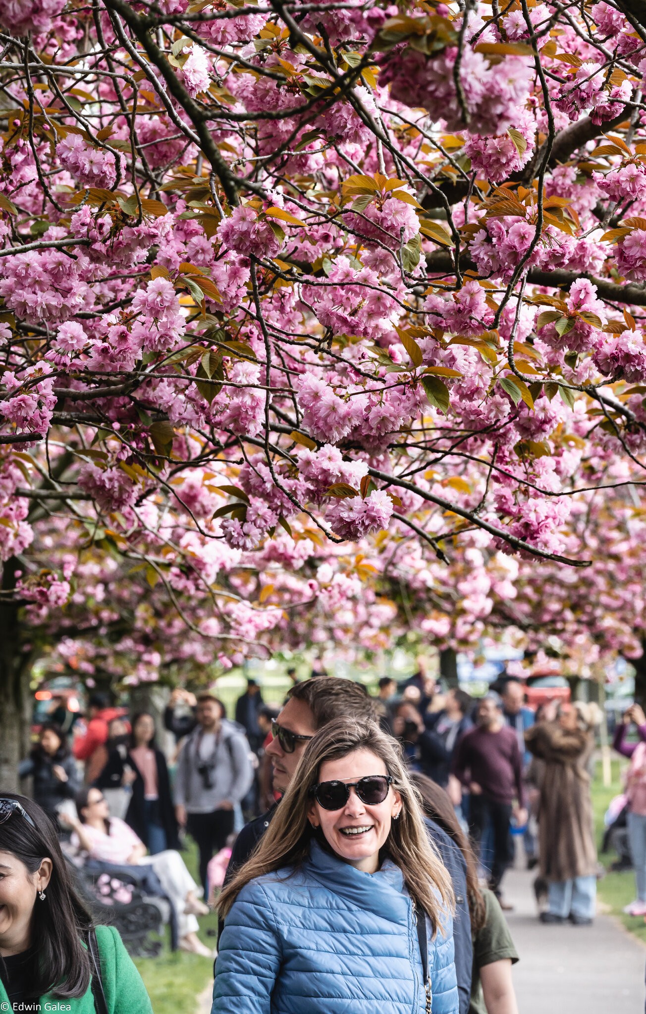 cherryblossom_1-3.jpg