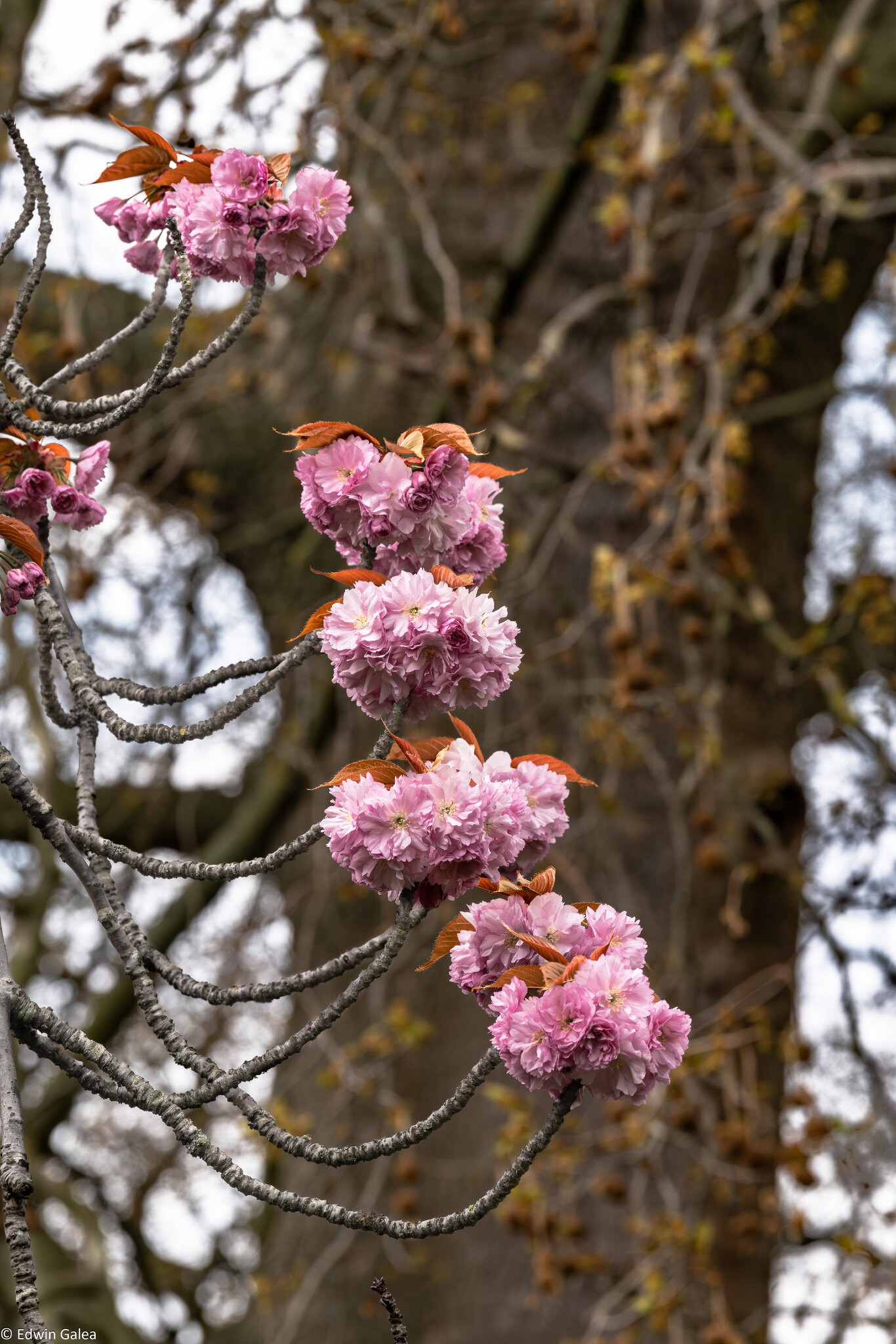 cherryblossom_cluster-2.jpg