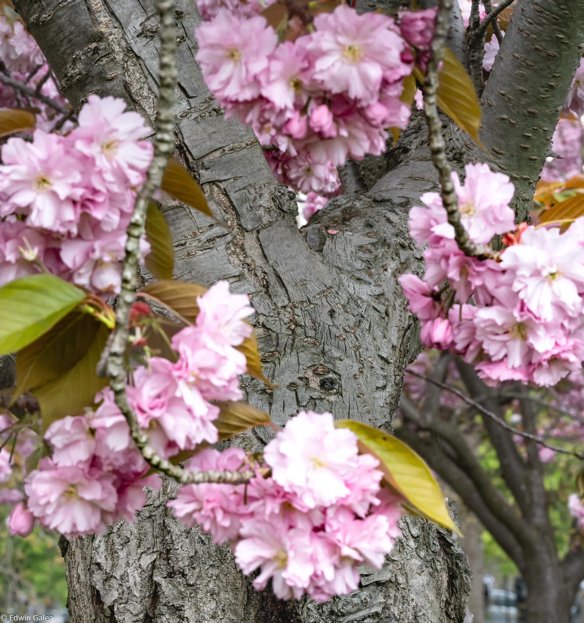 cherryblossom_tree-1.jpg