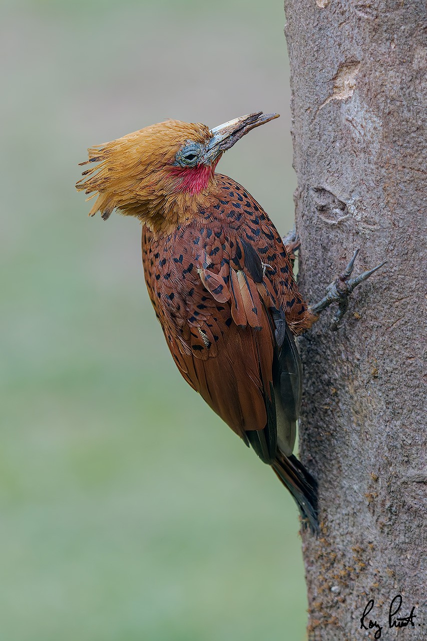 Chestnut-colored-Woodpecker-21857.jpg