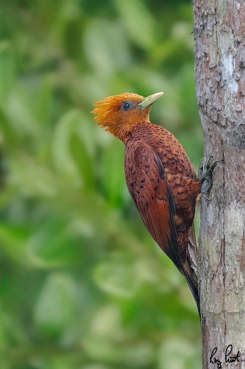 Chestnut-colored-Woodpecker.jpg