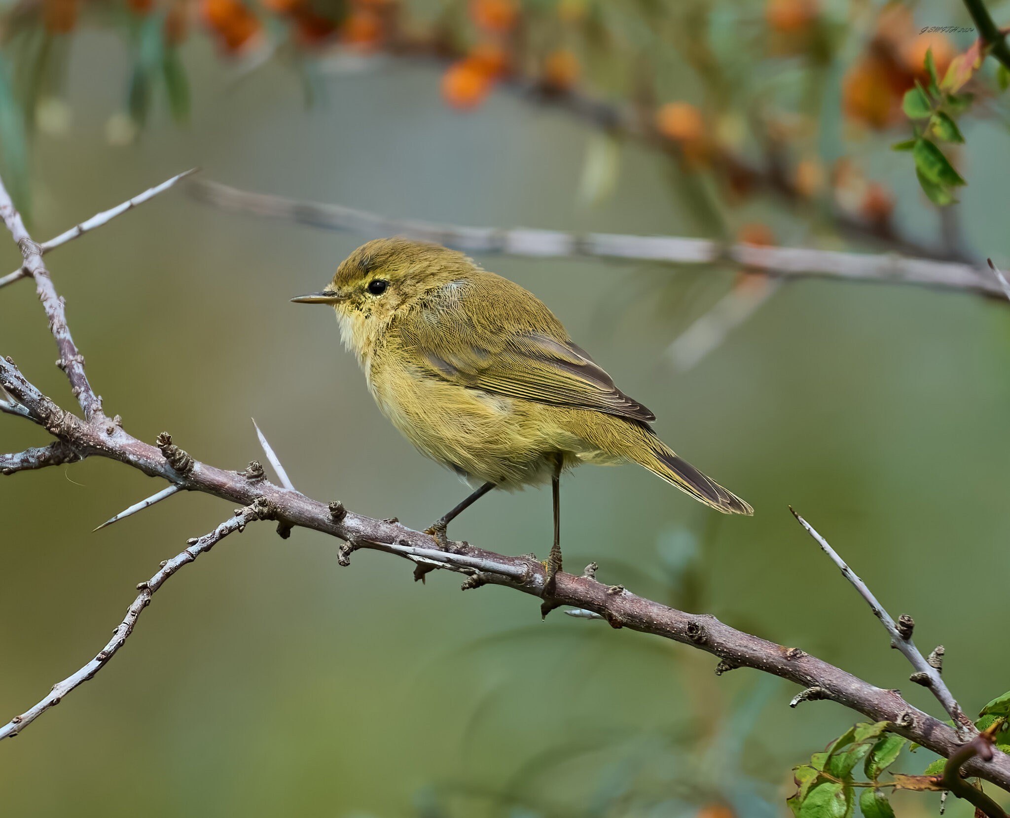 chiffchaff 2024 1.jpg