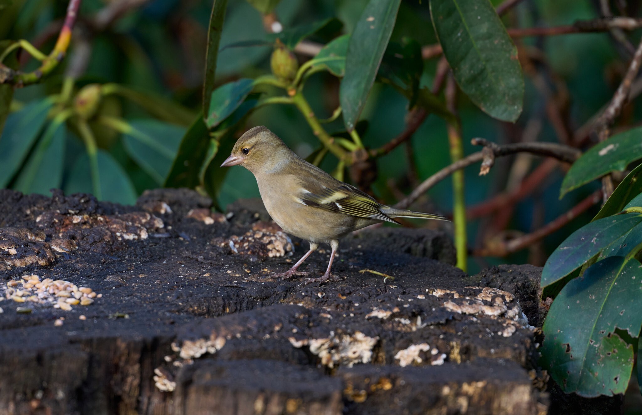 chiffchaff 2024 3.jpg