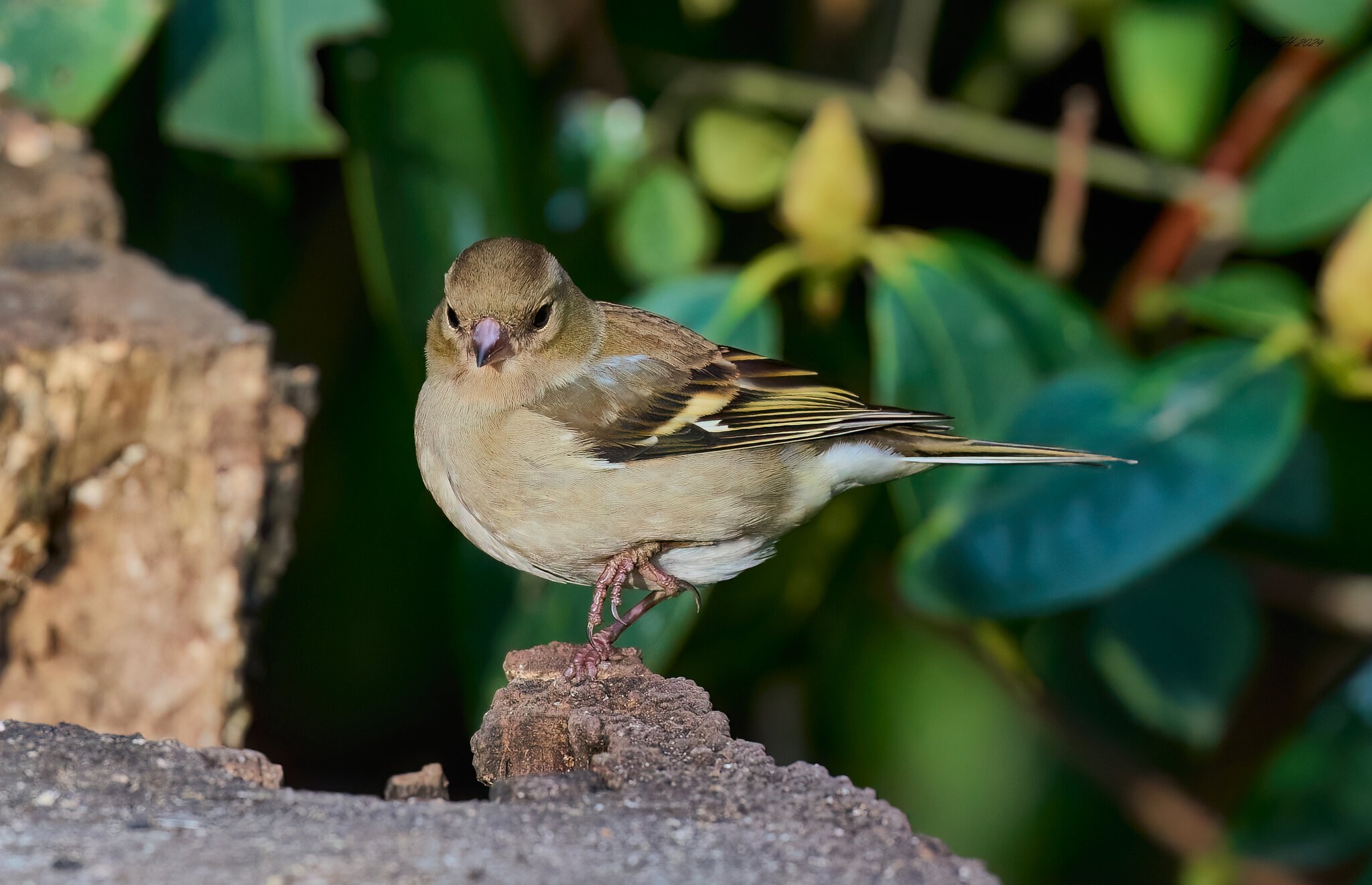 chiffchaff 2024 6.jpg