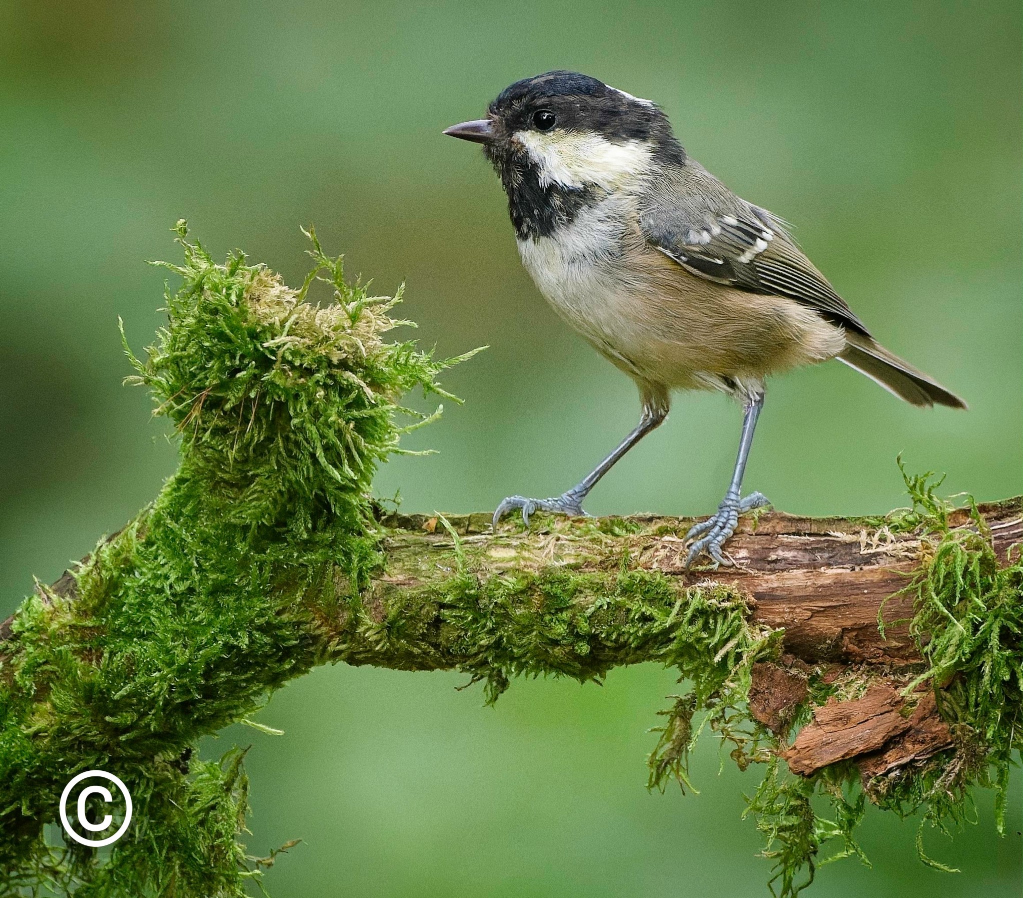 Coal Tit 11 Aug 23.jpg