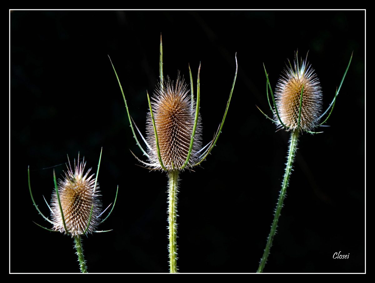 Common Teasel 2r.jpg